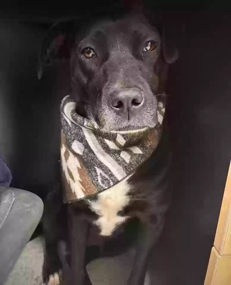 Lost dog in Madison, AL, 35756
