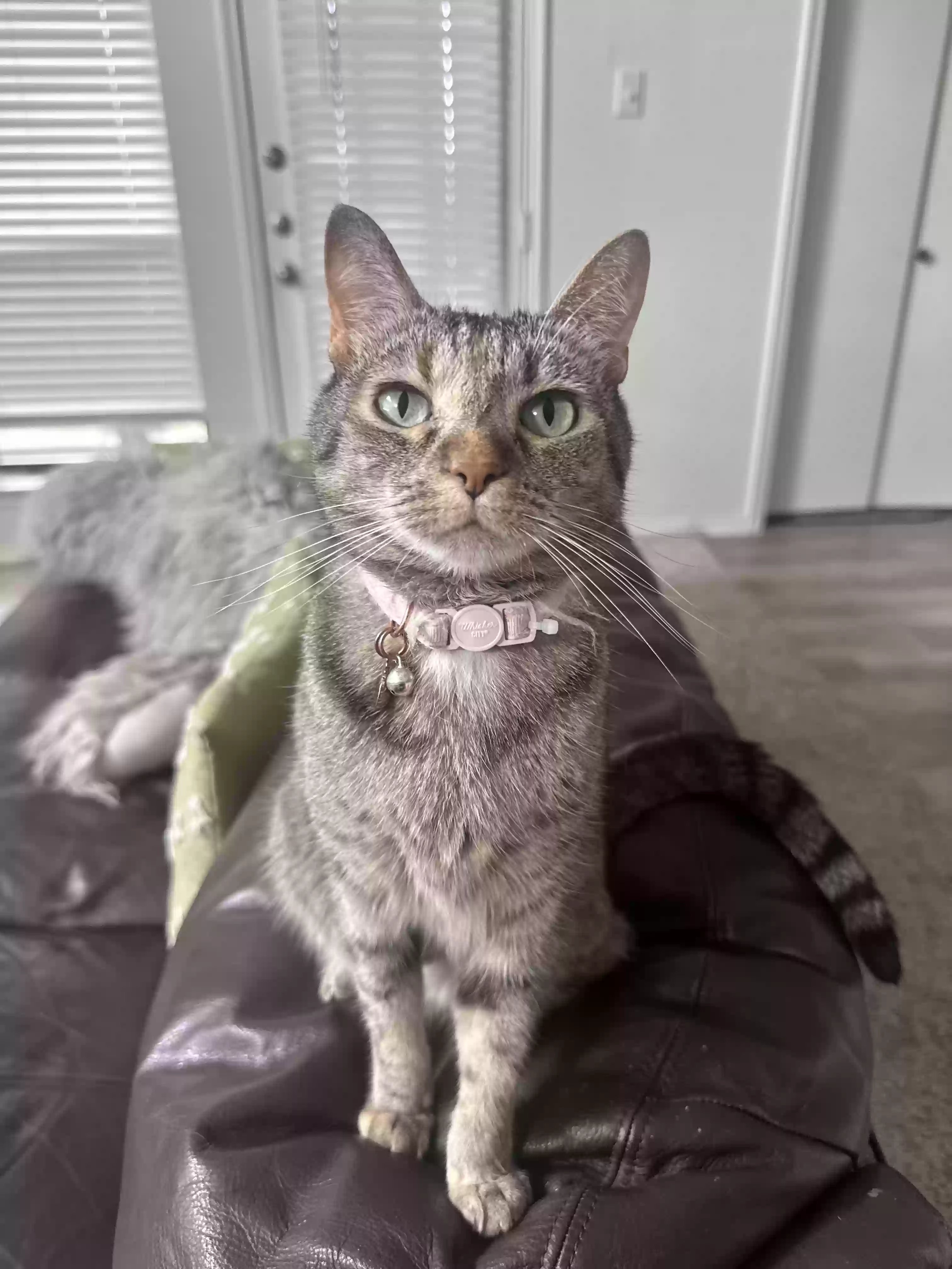 Lost cat in Roanoke, TX, 76262