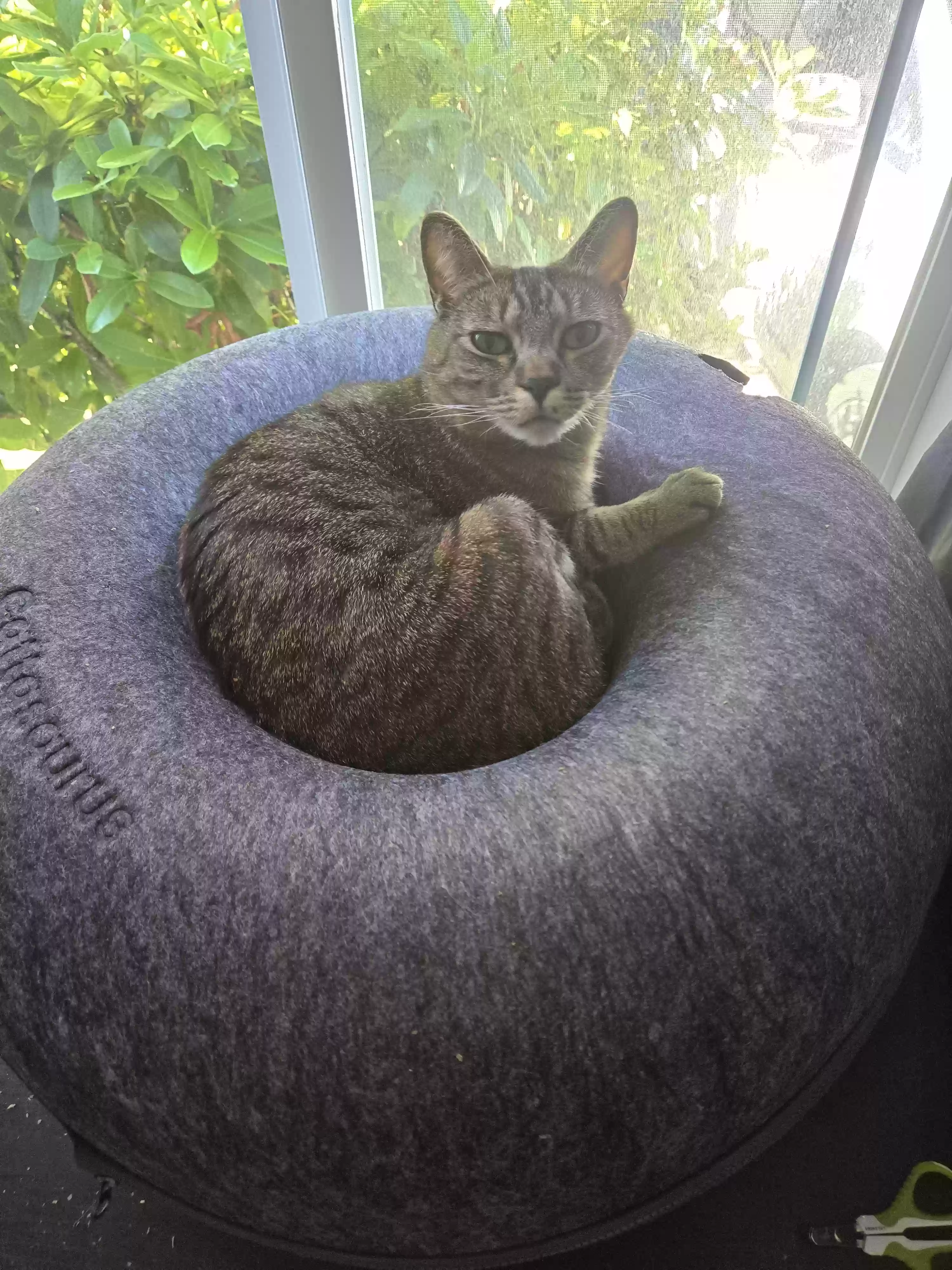 Lost cat in Vancouver, WA, 98682