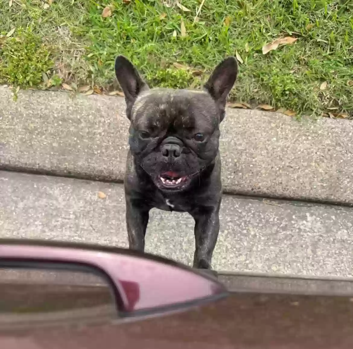 Lost dog in Richmond, TX, 77407