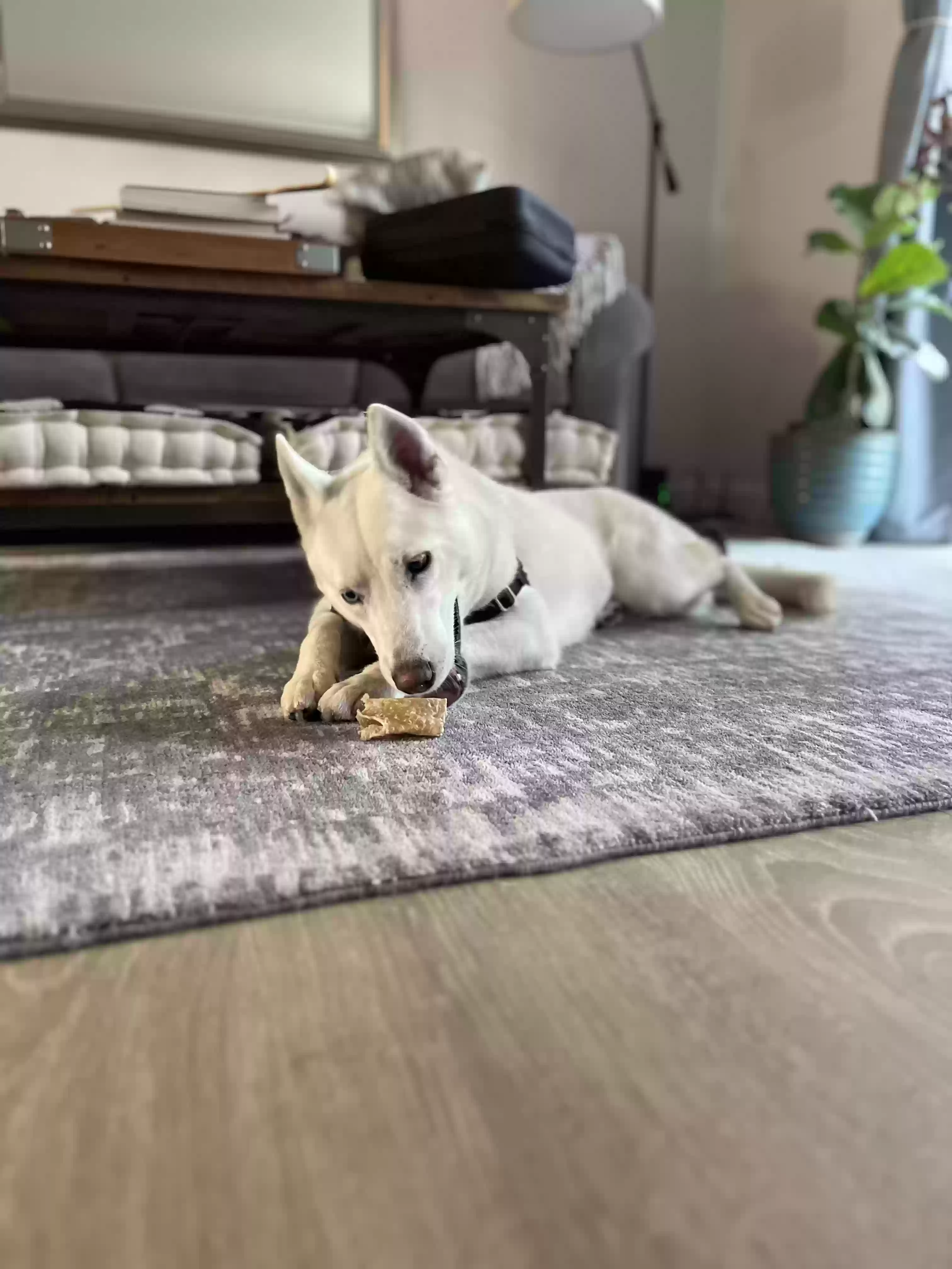 Lost dog in Walnut Creek, CA, 94598