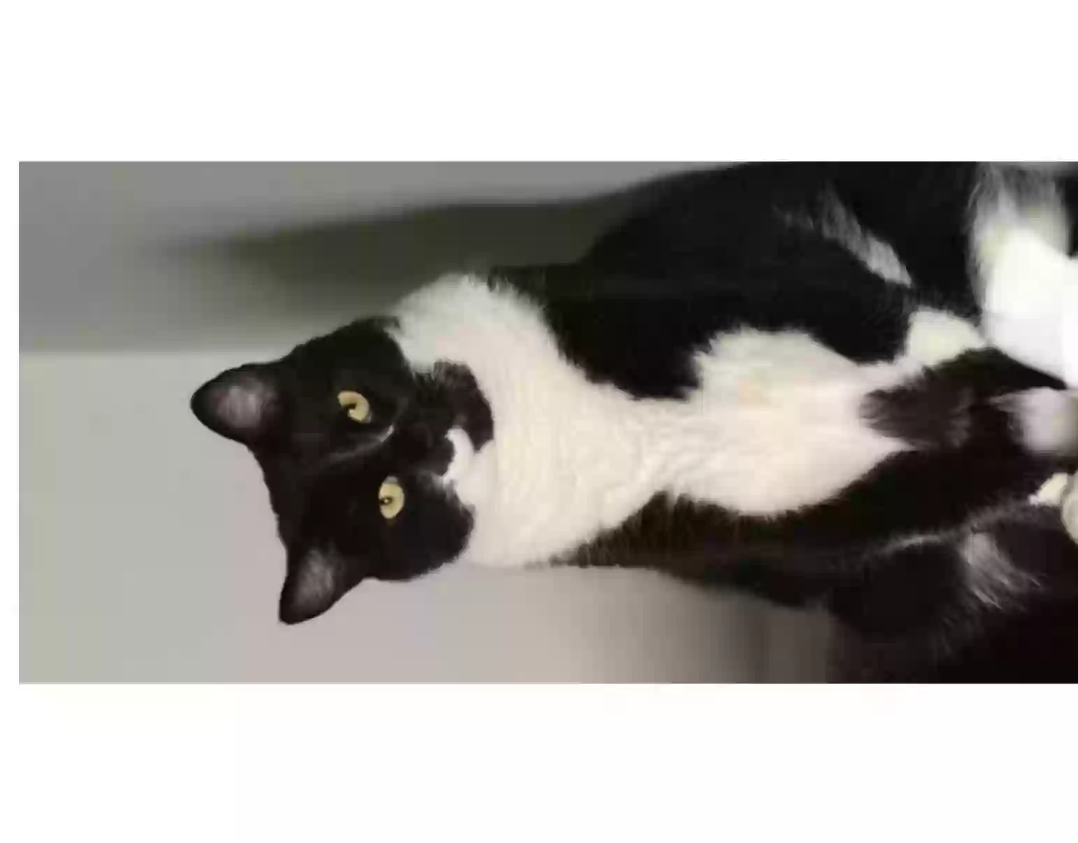 Lost cat in Charlotte, NC, 28277