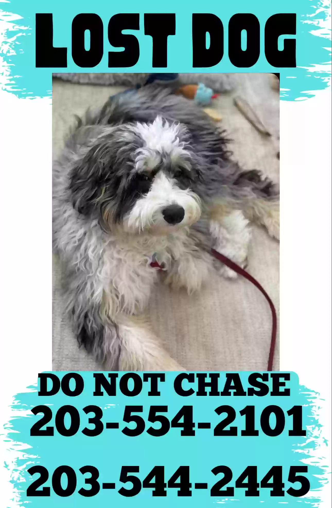 Lost dog in Brewster, NY, 10509