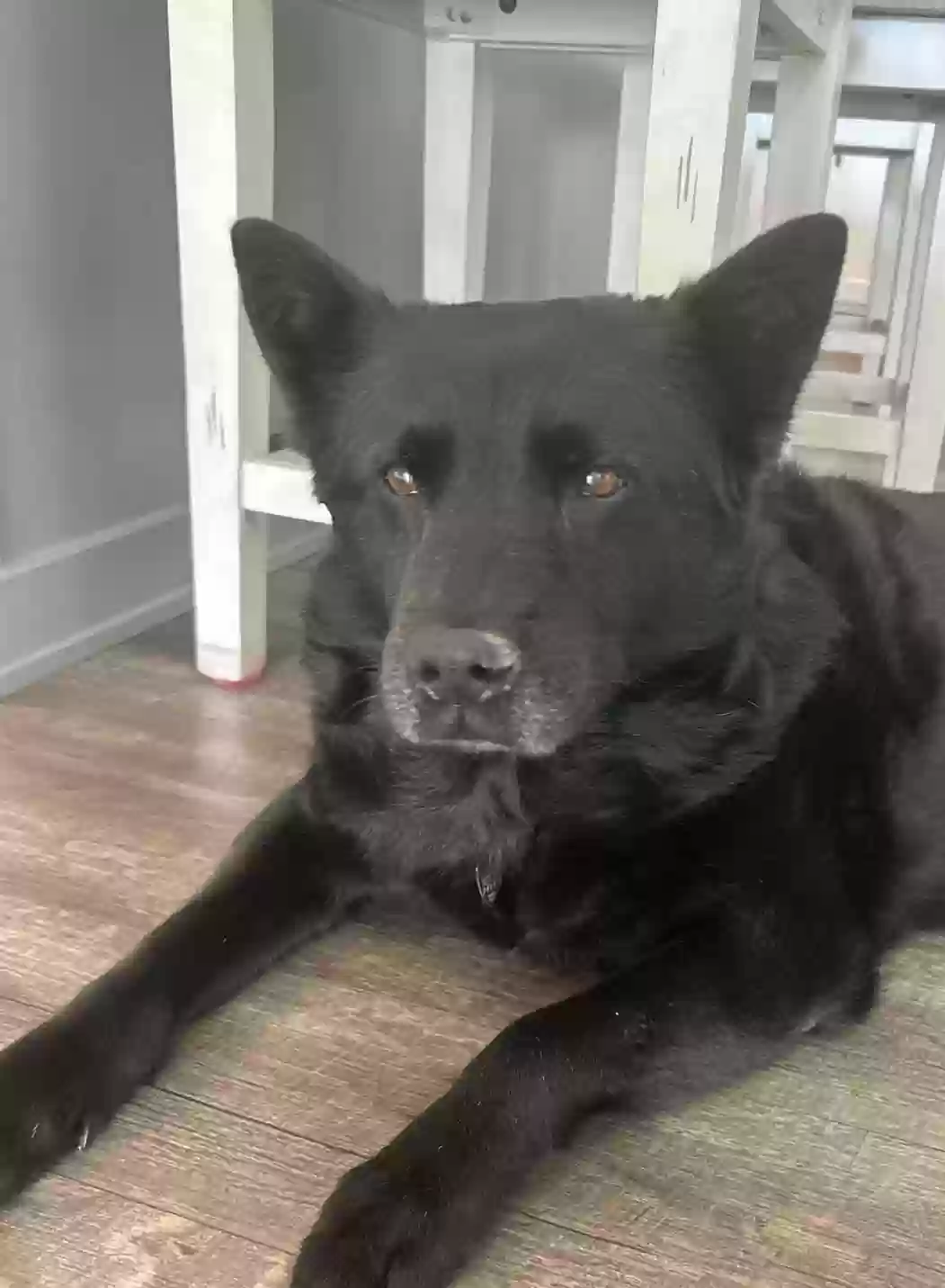 Lost dog in Yankton, SD, 57078