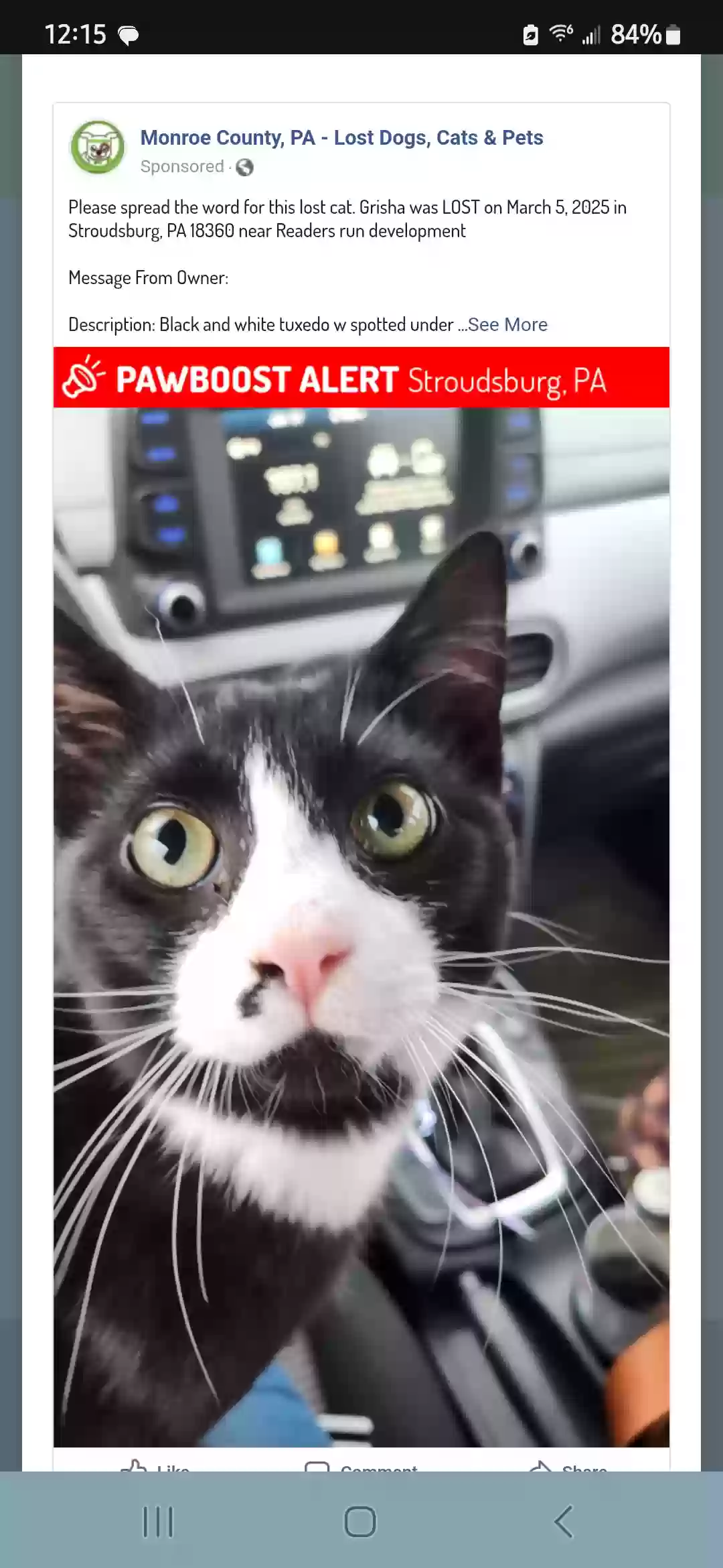 Lost cat in Stroudsburg, PA, 18360