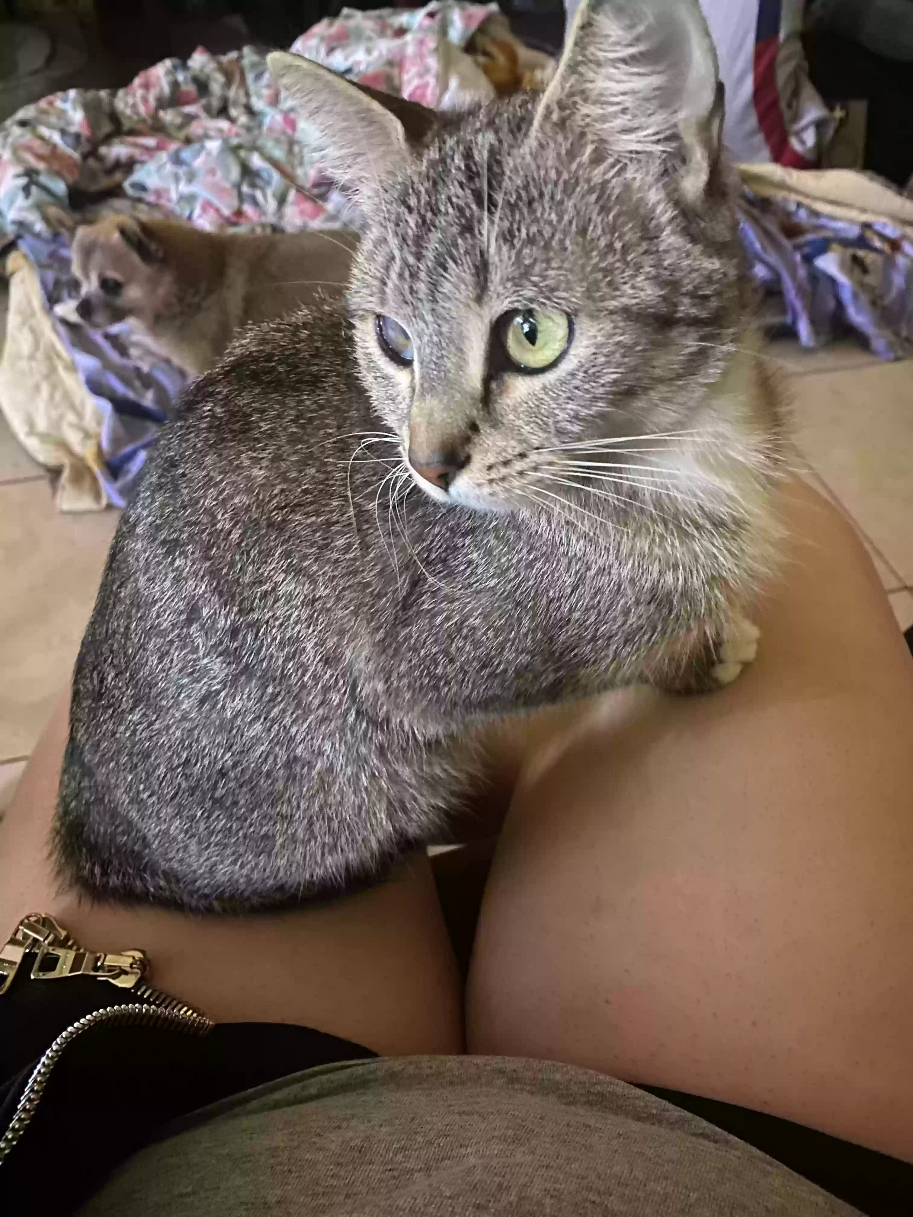 Lost cat in Baldwin Park, CA, 91706