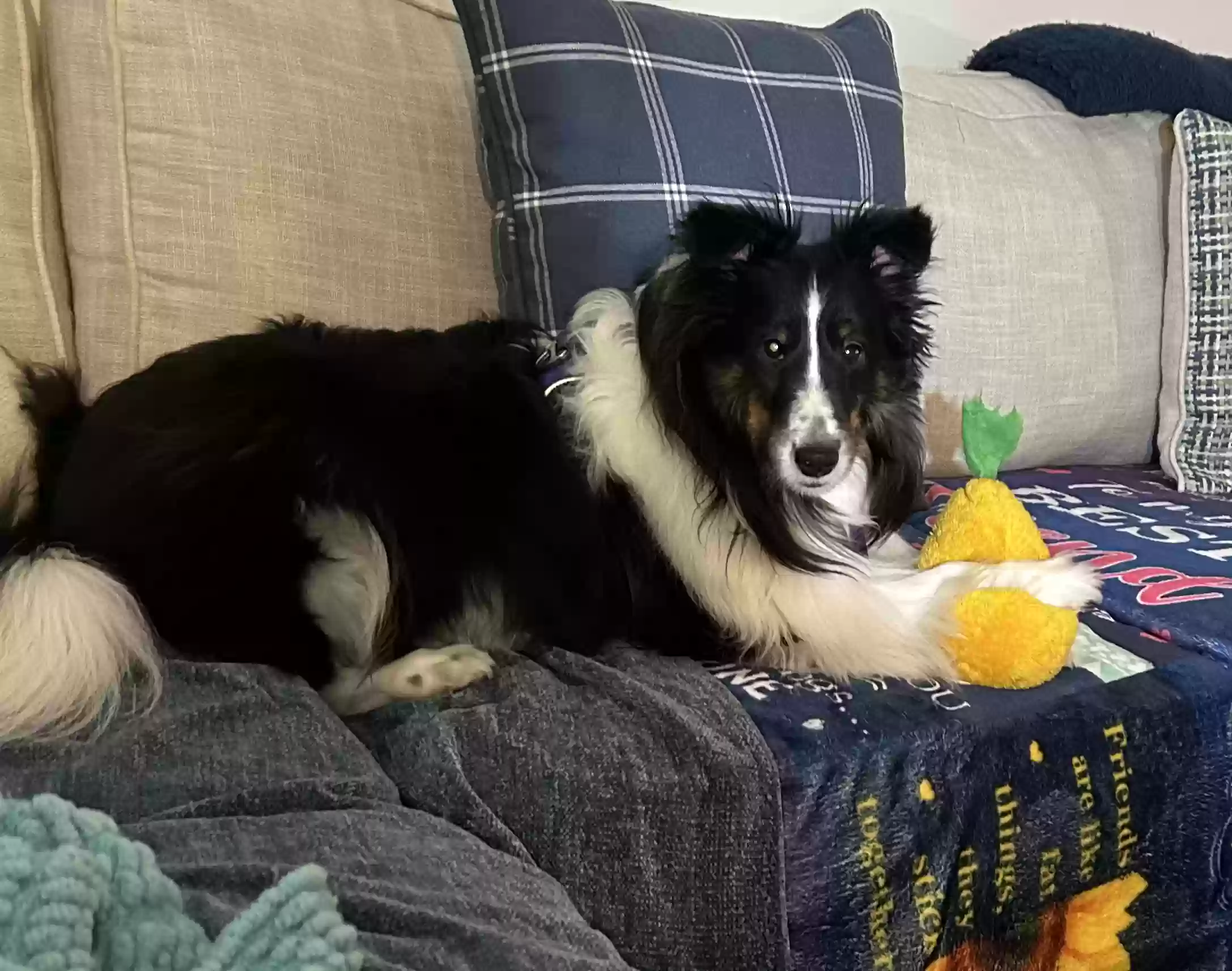 Lost dog in Lewis Center, OH, 43035
