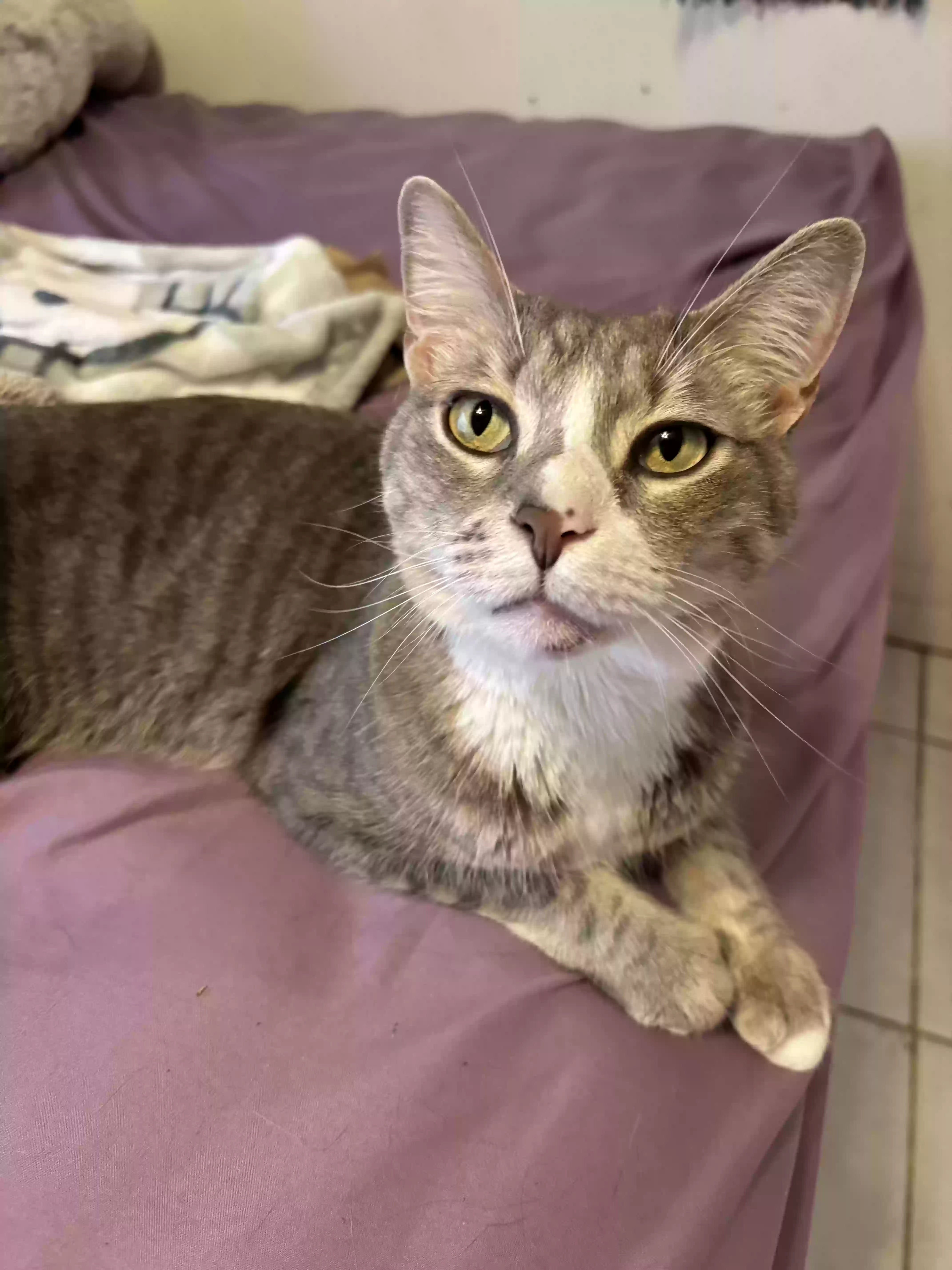 Lost cat in Boca Raton, FL, 33428