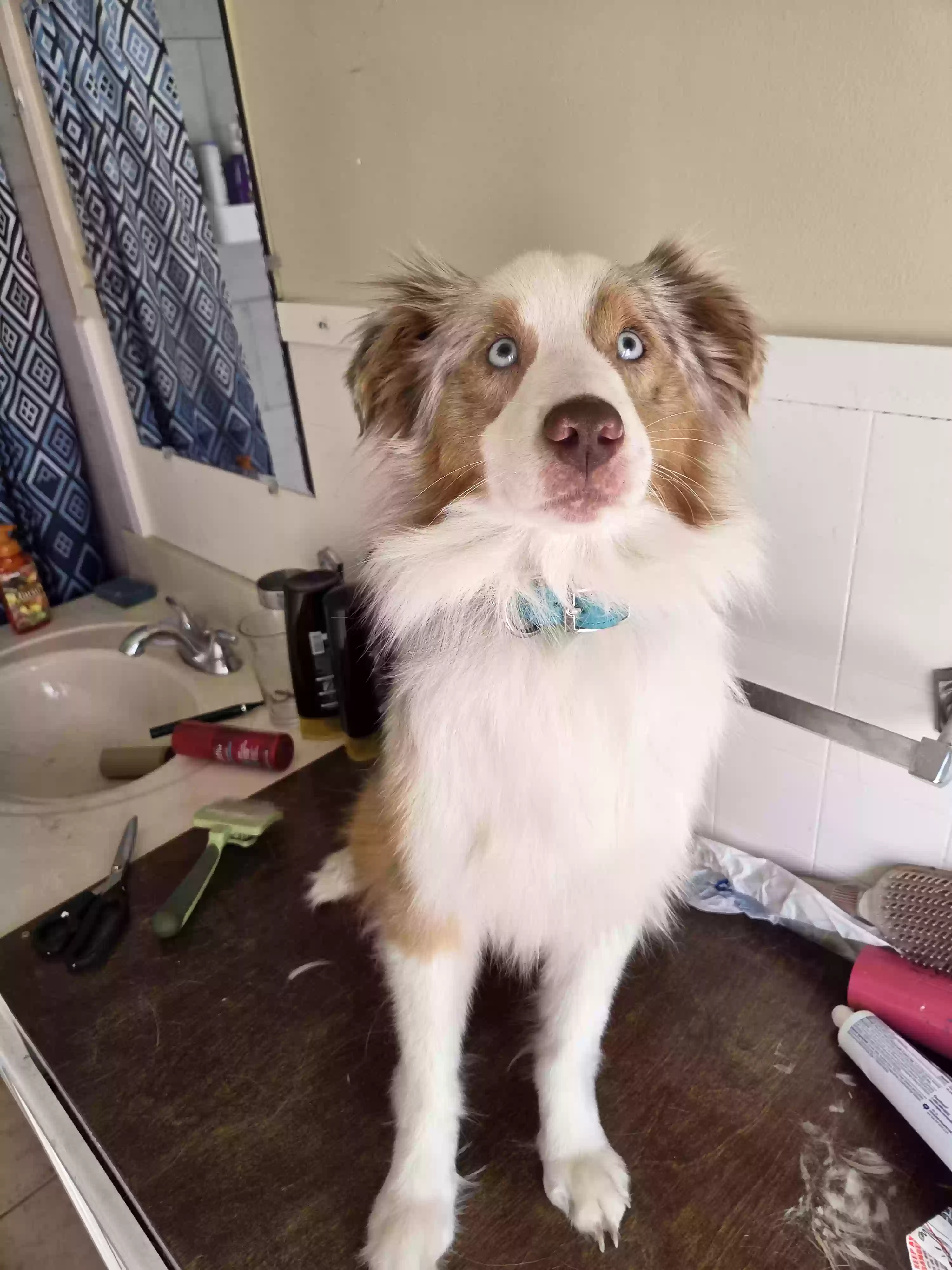 Lost dog in Lumberton, NC, 28358
