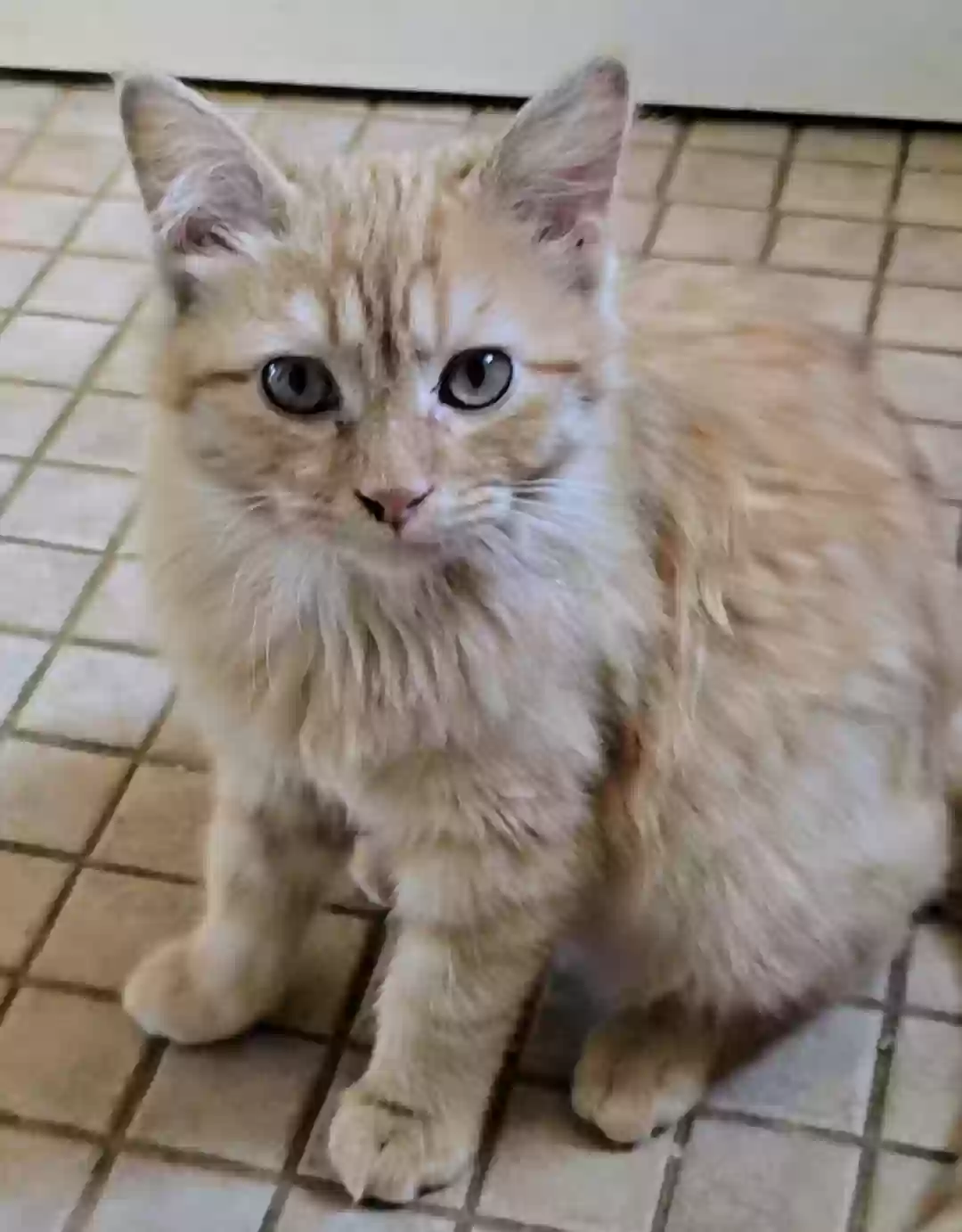 Lost cat in Powell, TN, 37849