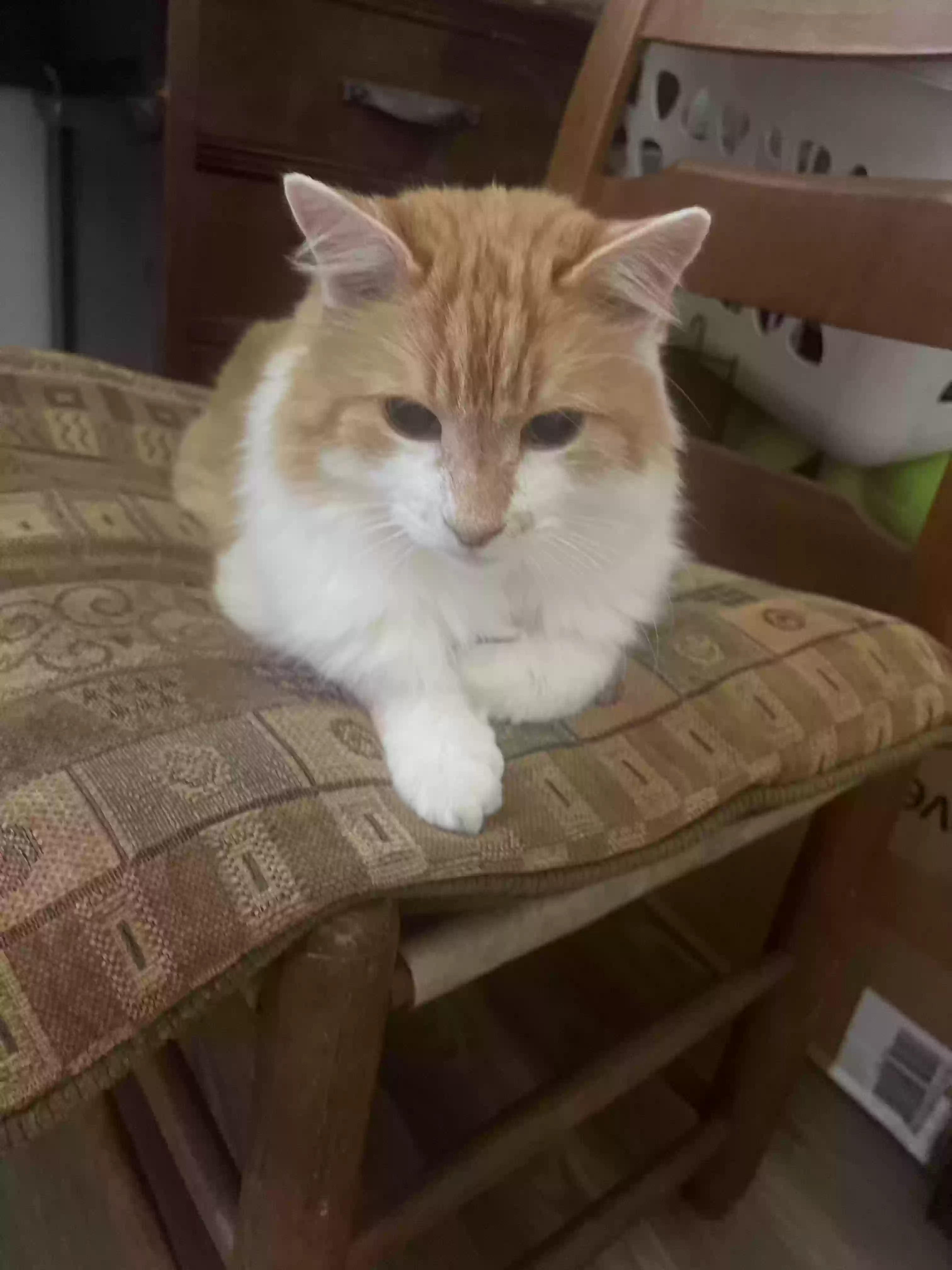 Lost cat in Houston, TX, 77083