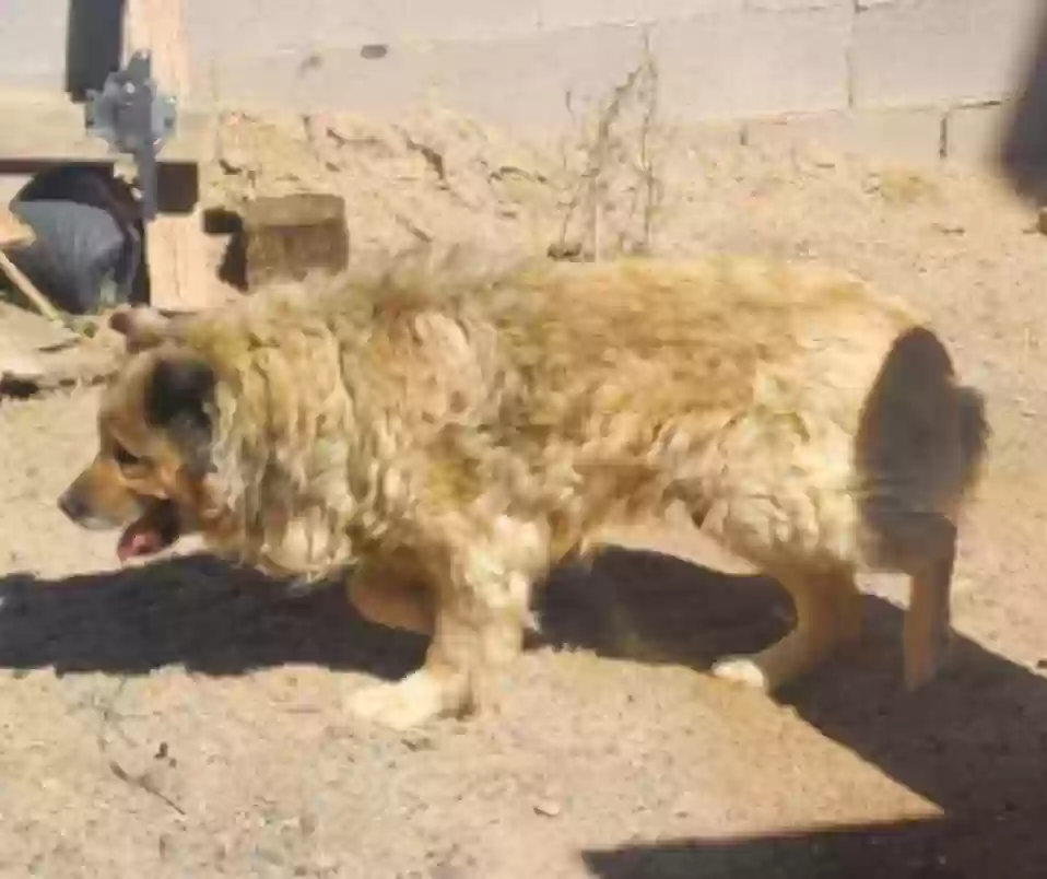 Lost dog in Albuquerque, NM, 87121