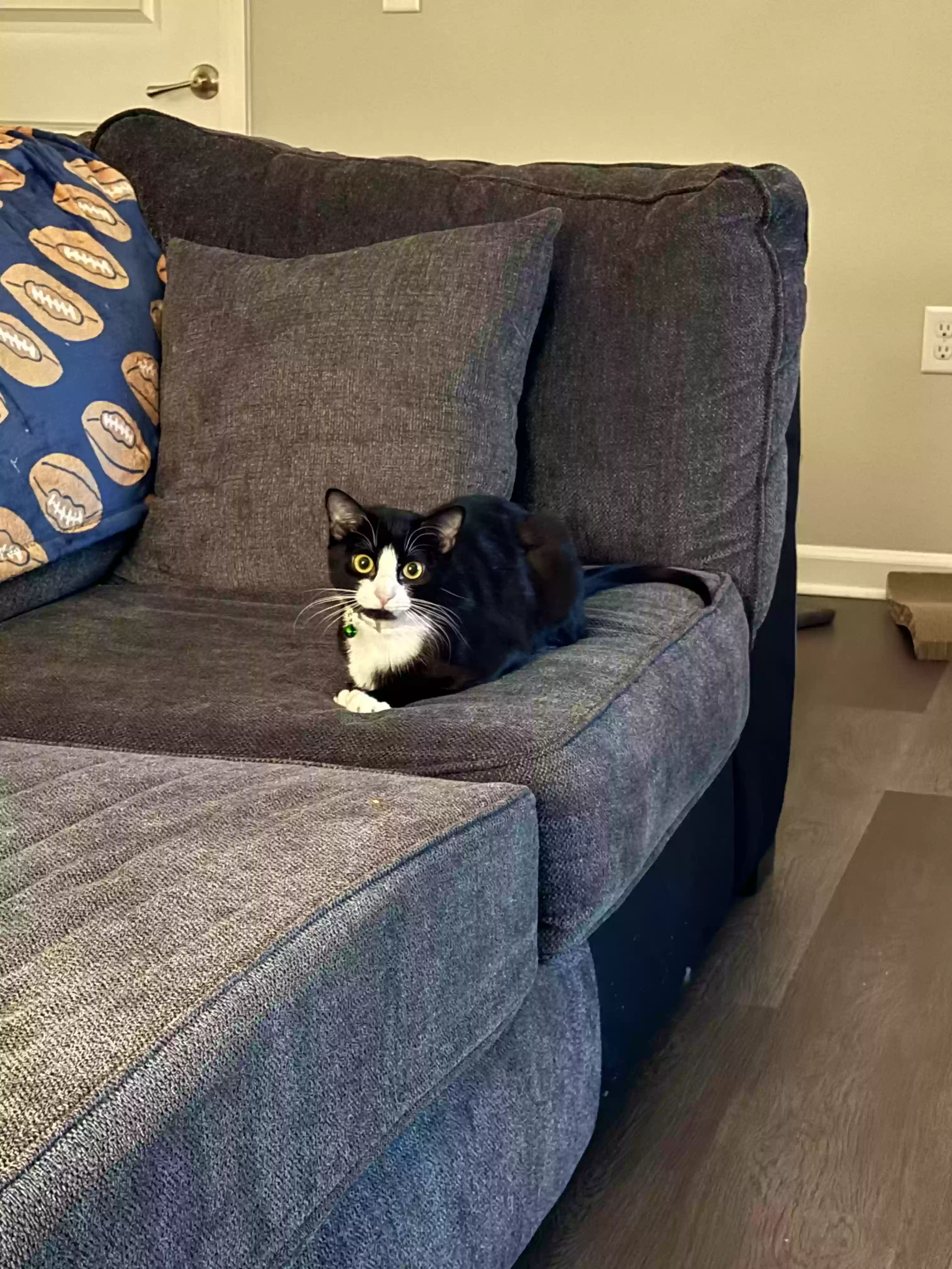 Lost cat in Hendersonville, TN, 37075