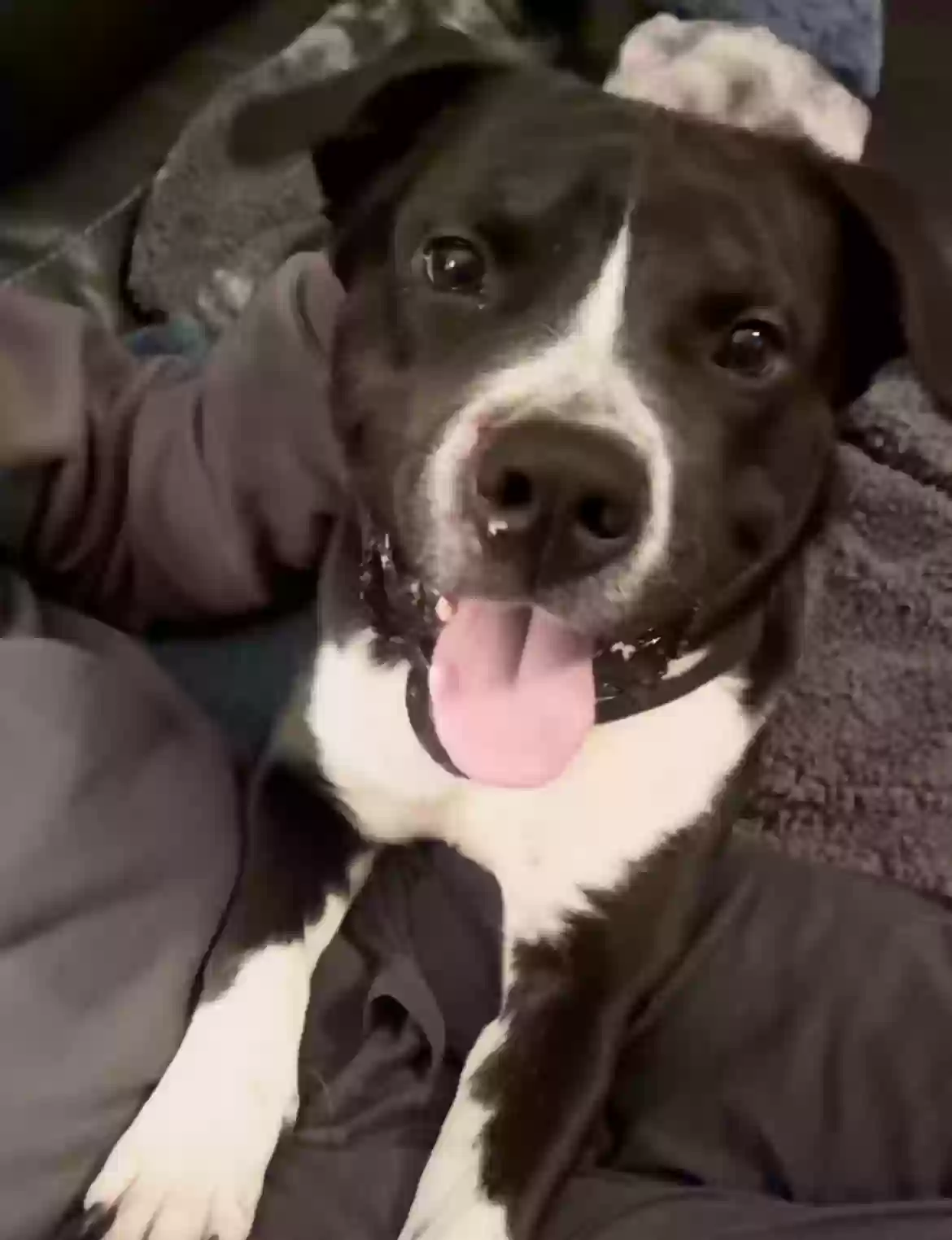 Lost dog in Wendell, NC, 27591