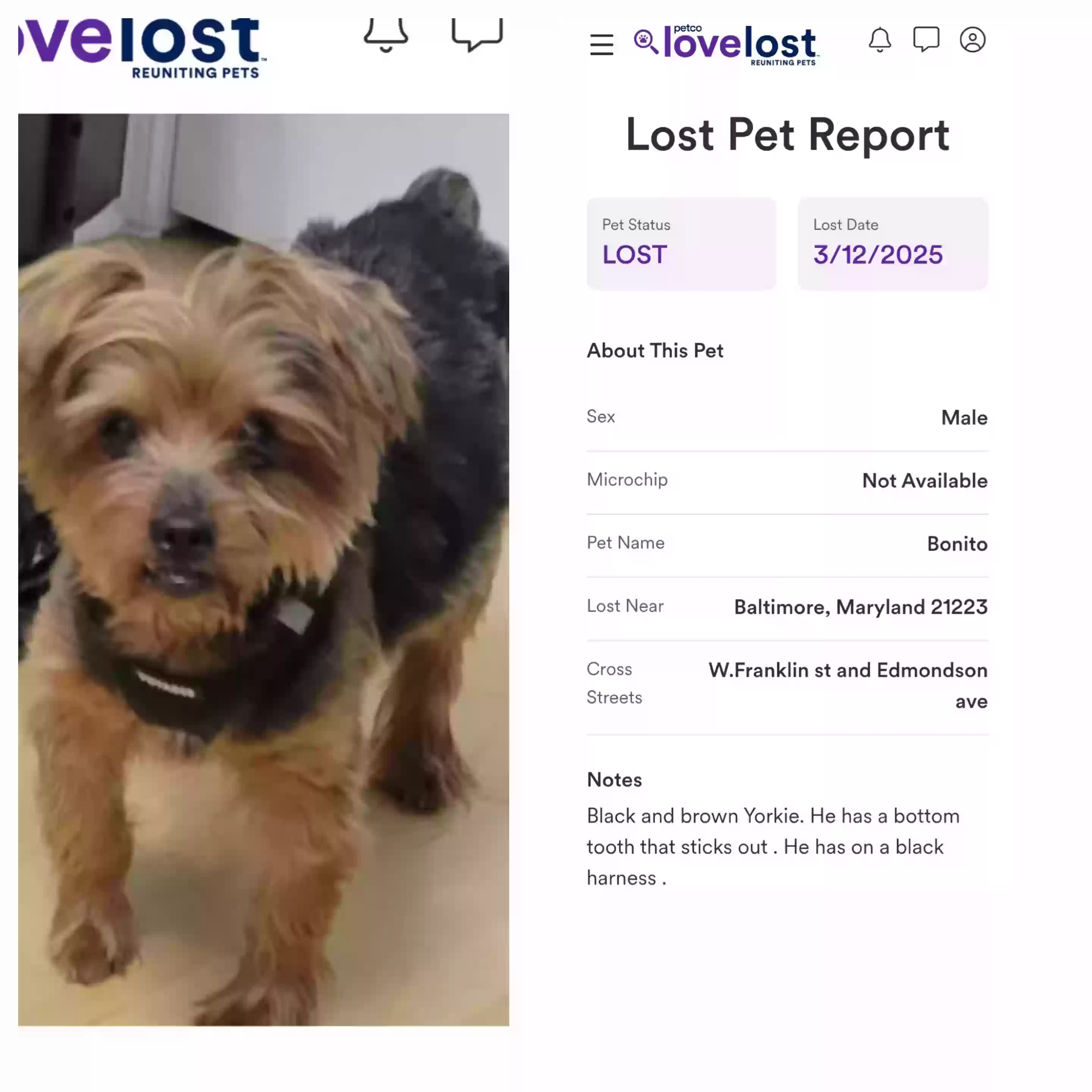 Lost dog in Baltimore, MD, 21223