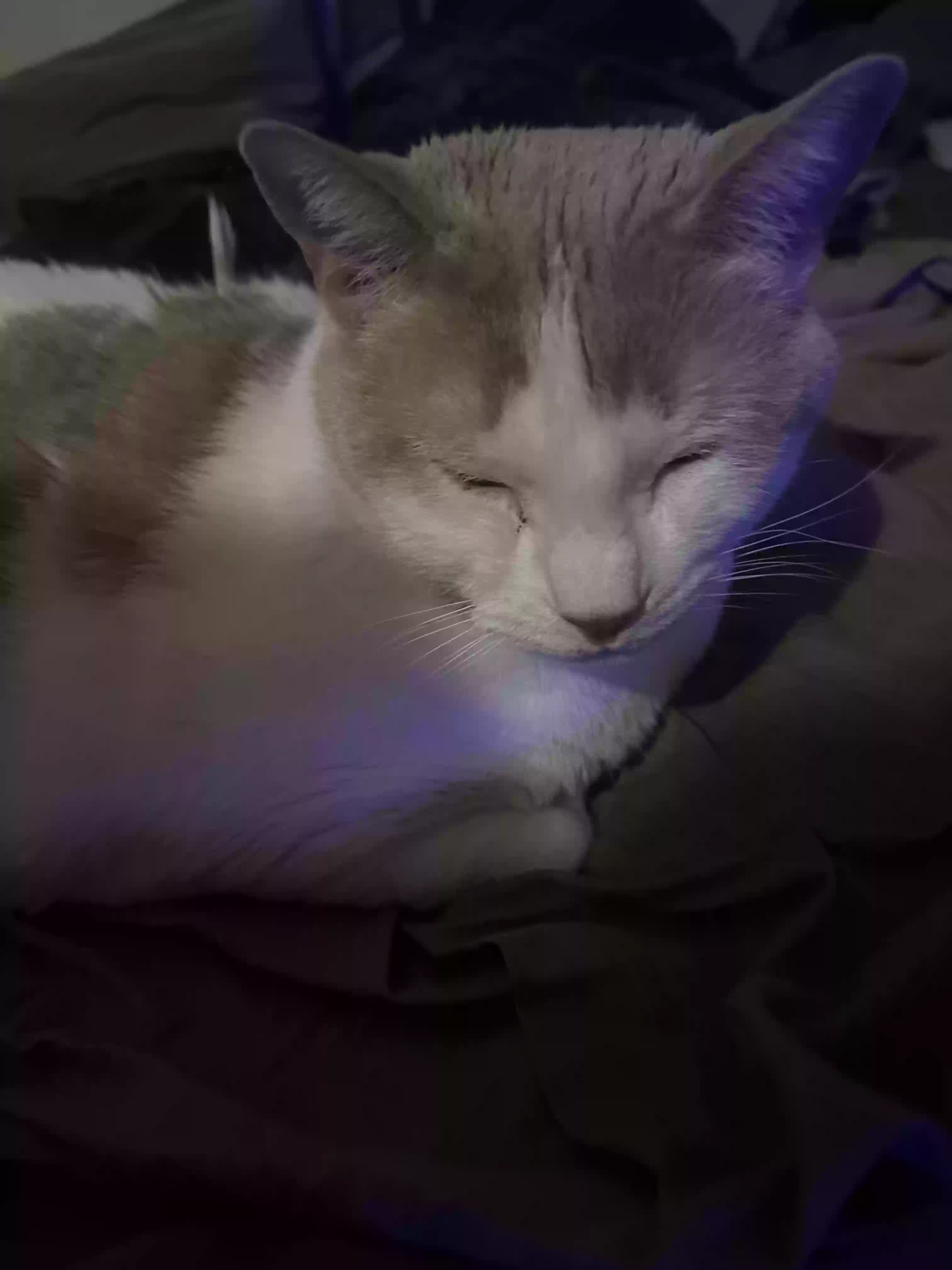 Lost cat in Las Vegas, NV, 89117