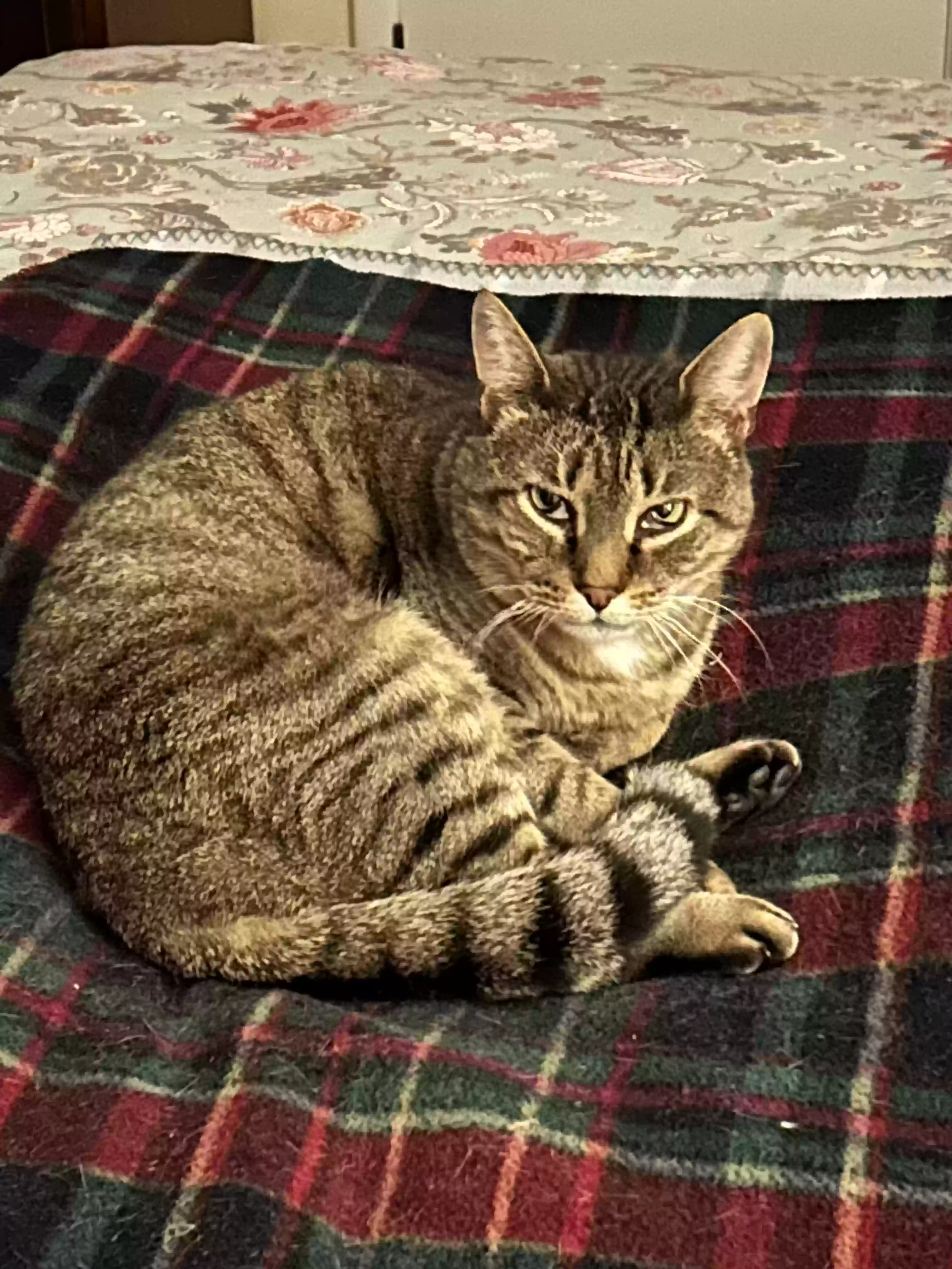 Lost cat in Darien, CT, 6820