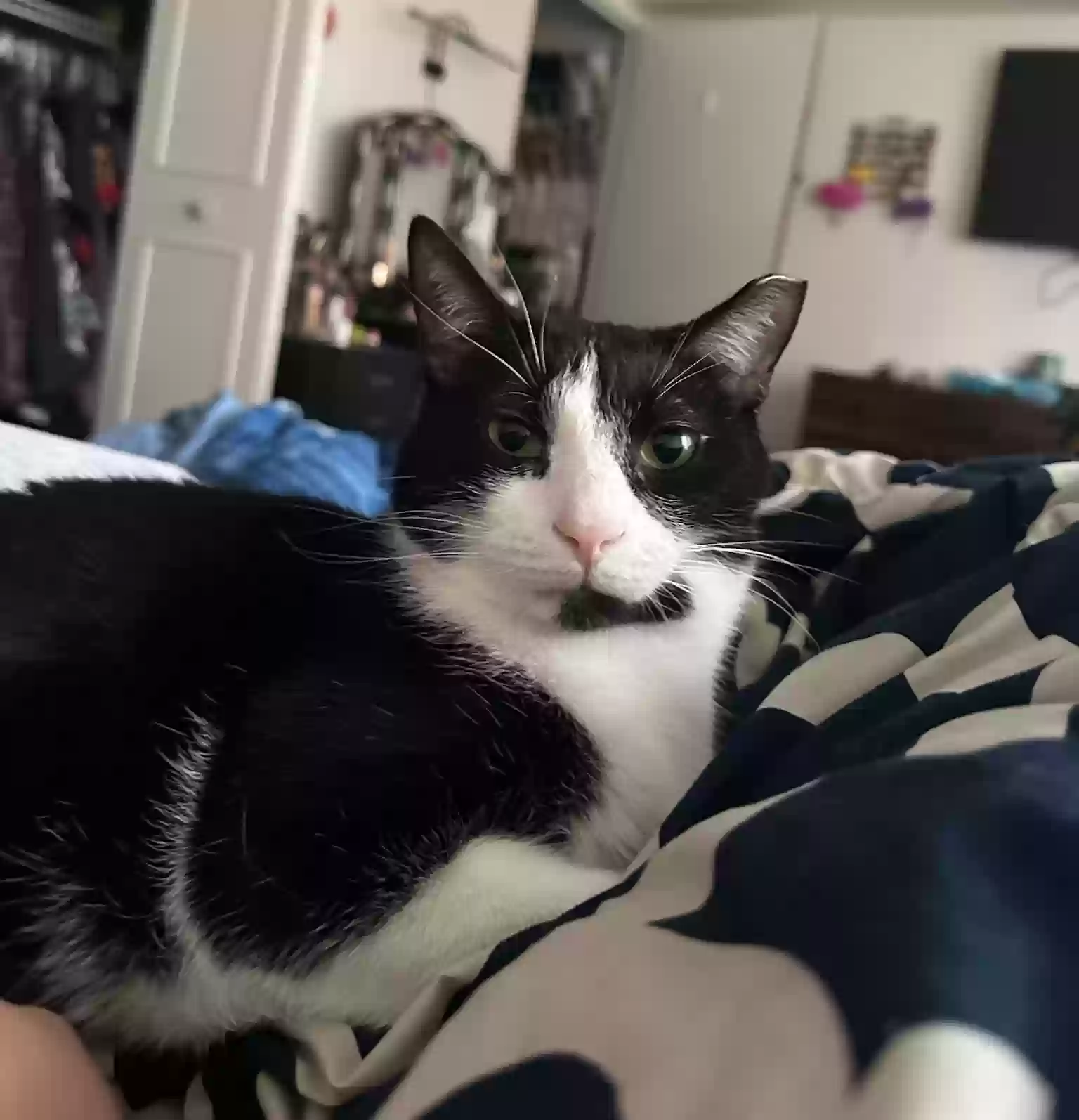 Lost cat in Chicago, IL, 60657