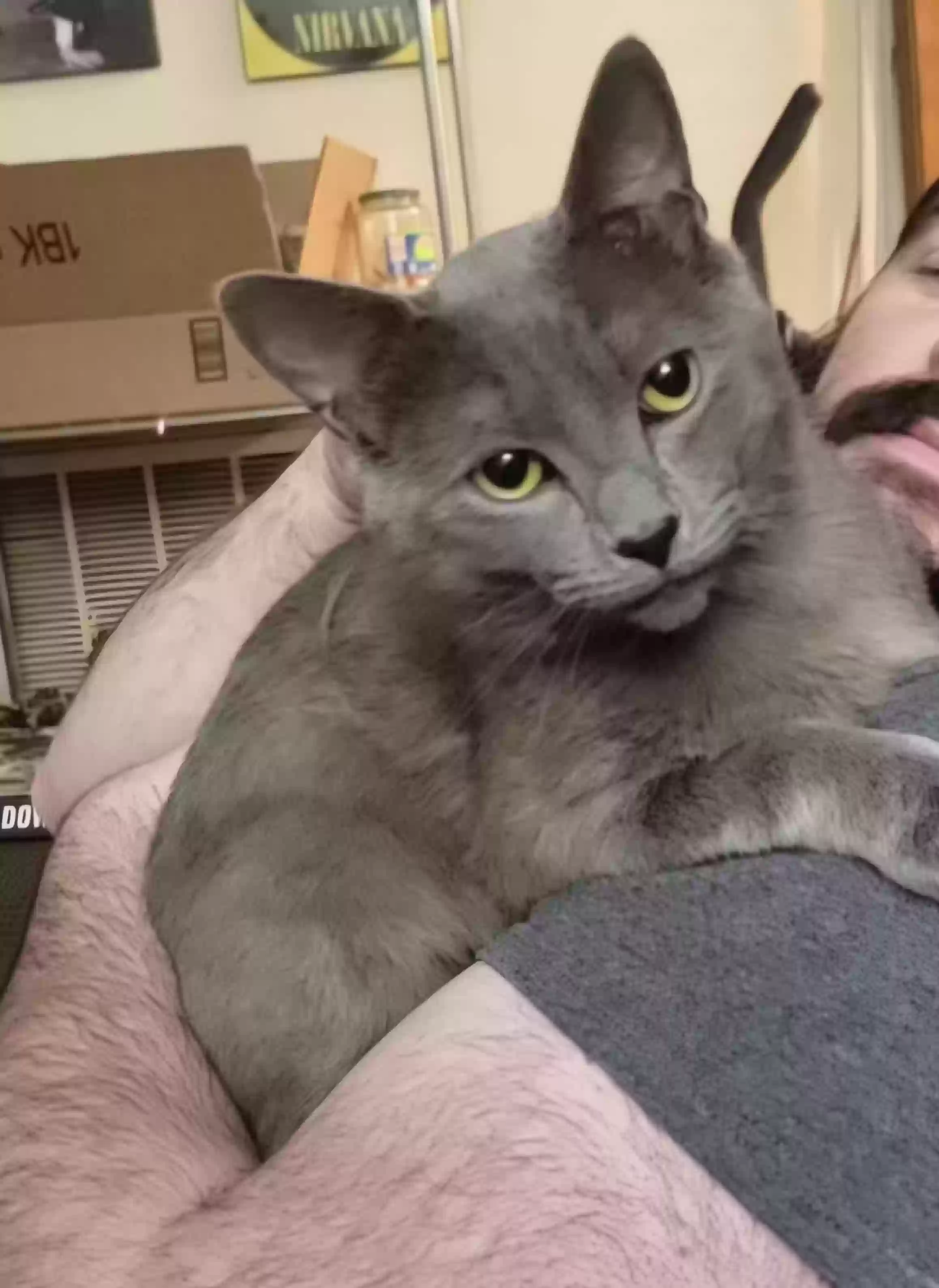 Lost cat in Disputanta, VA, 23842