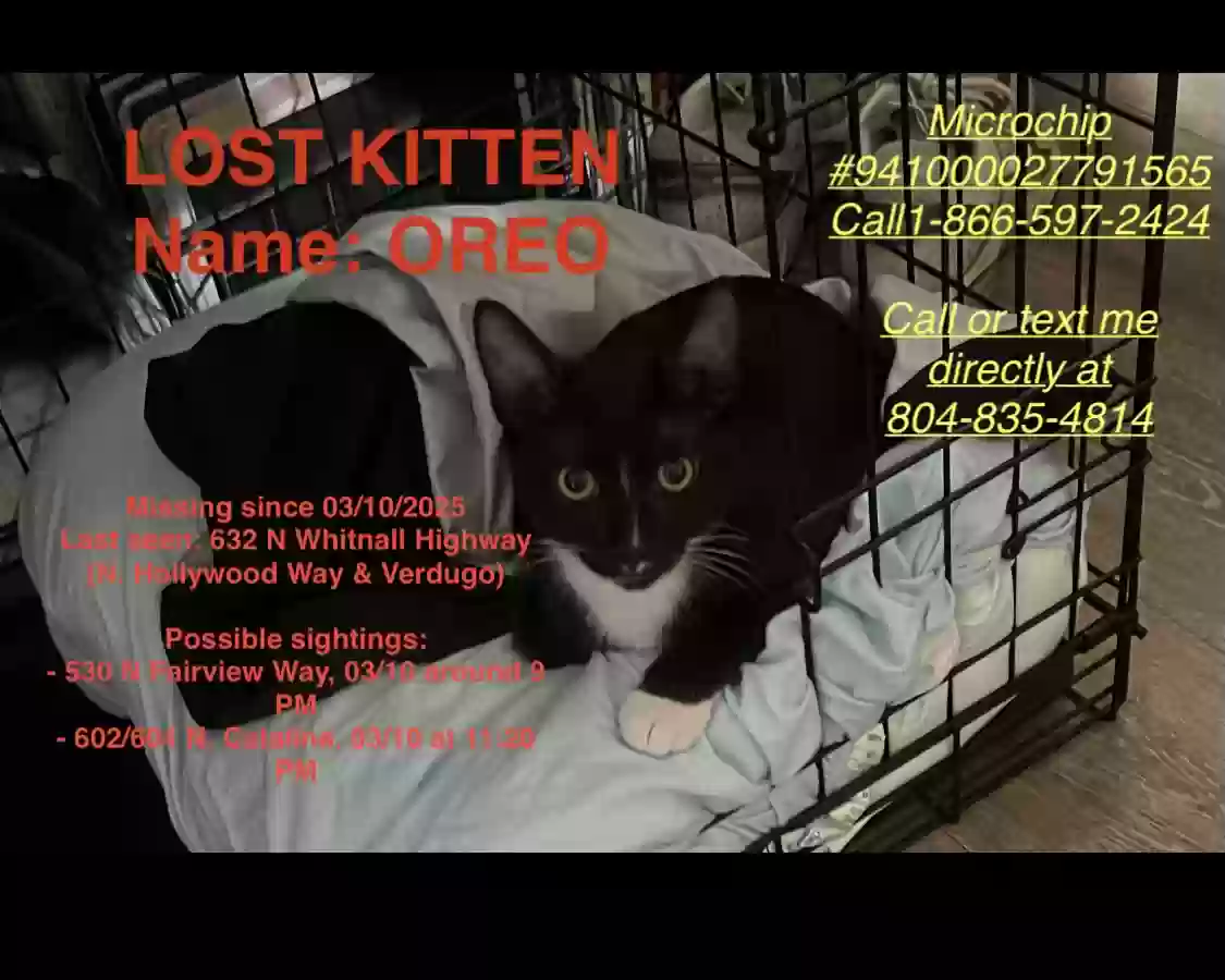 Lost cat in Burbank, CA, 91505