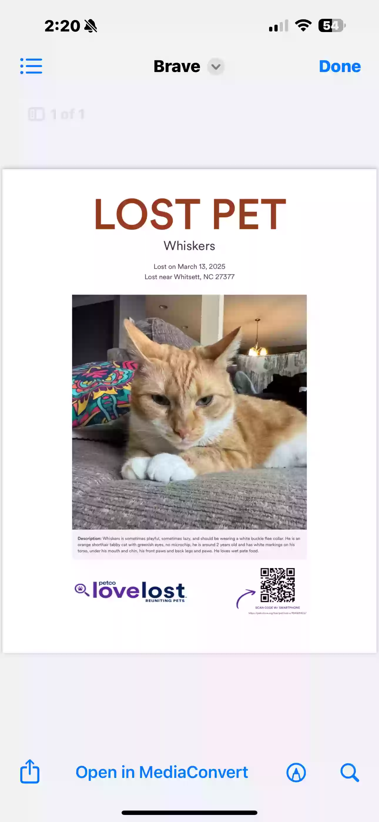 Lost cat in Whitsett, NC, 27377