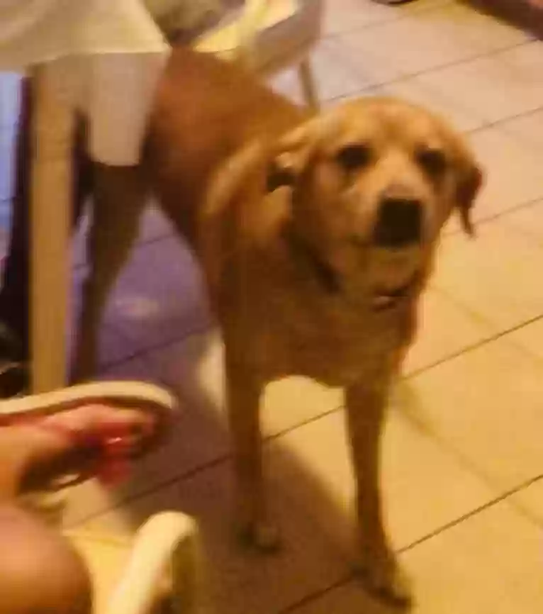 Lost dog in West Palm Beach, FL, 33405