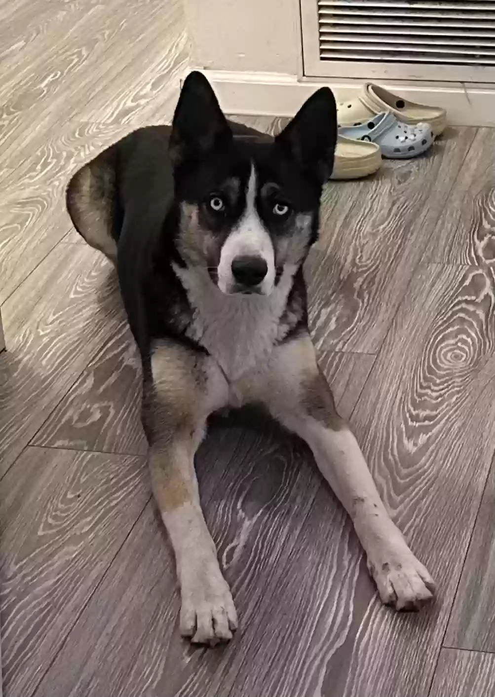 Lost dog in Hawthorne, CA, 90250