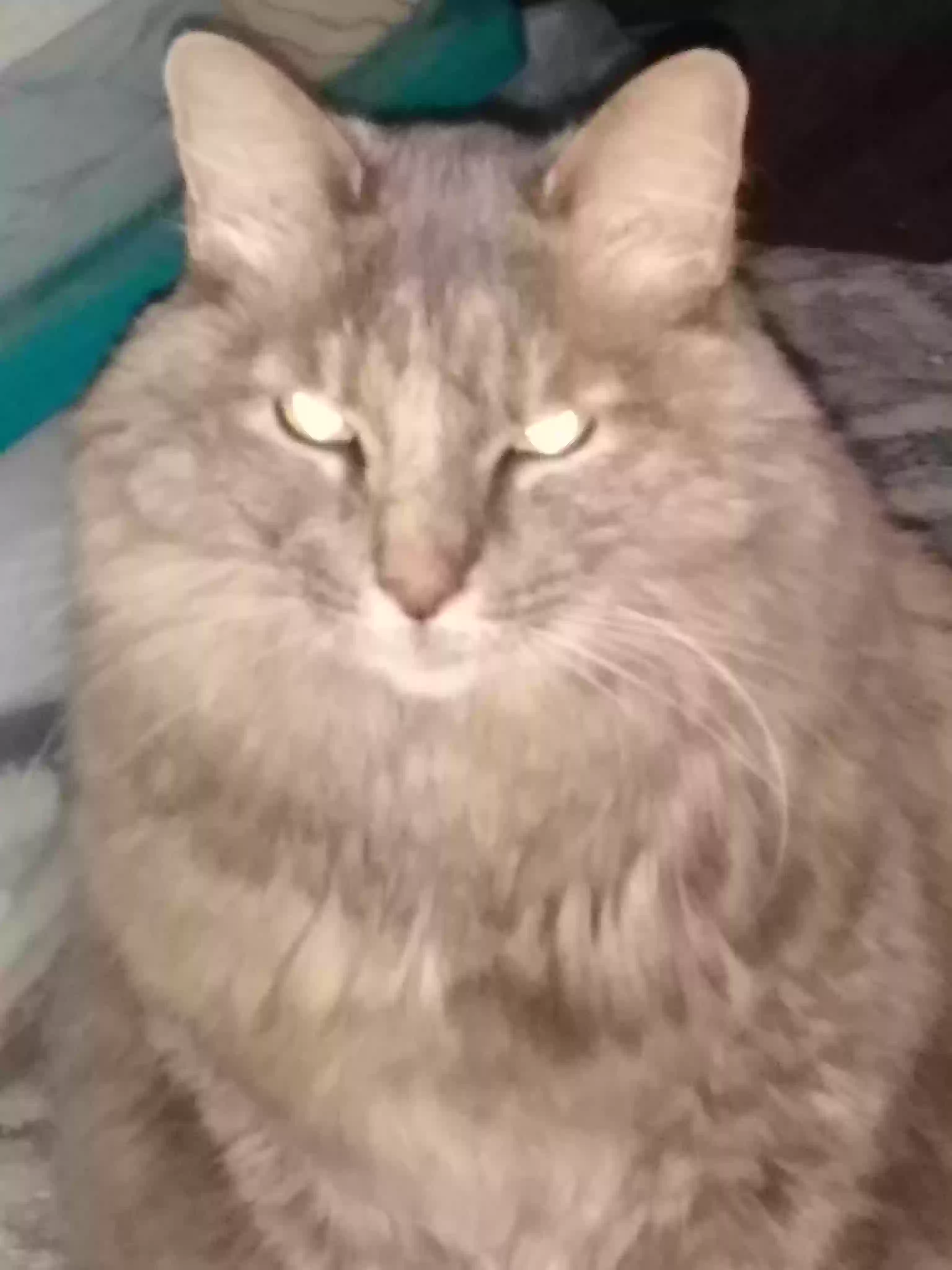 Lost cat in Cincinnati, OH, 45231