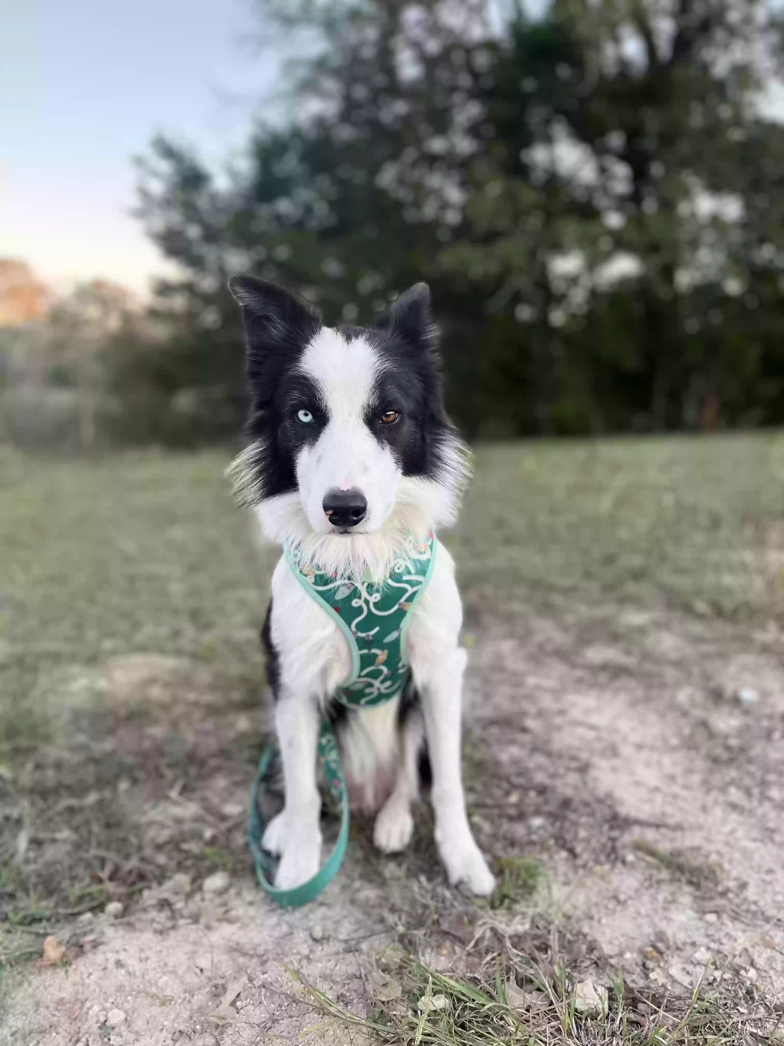 Lost dog in Somerville, TX, 77879