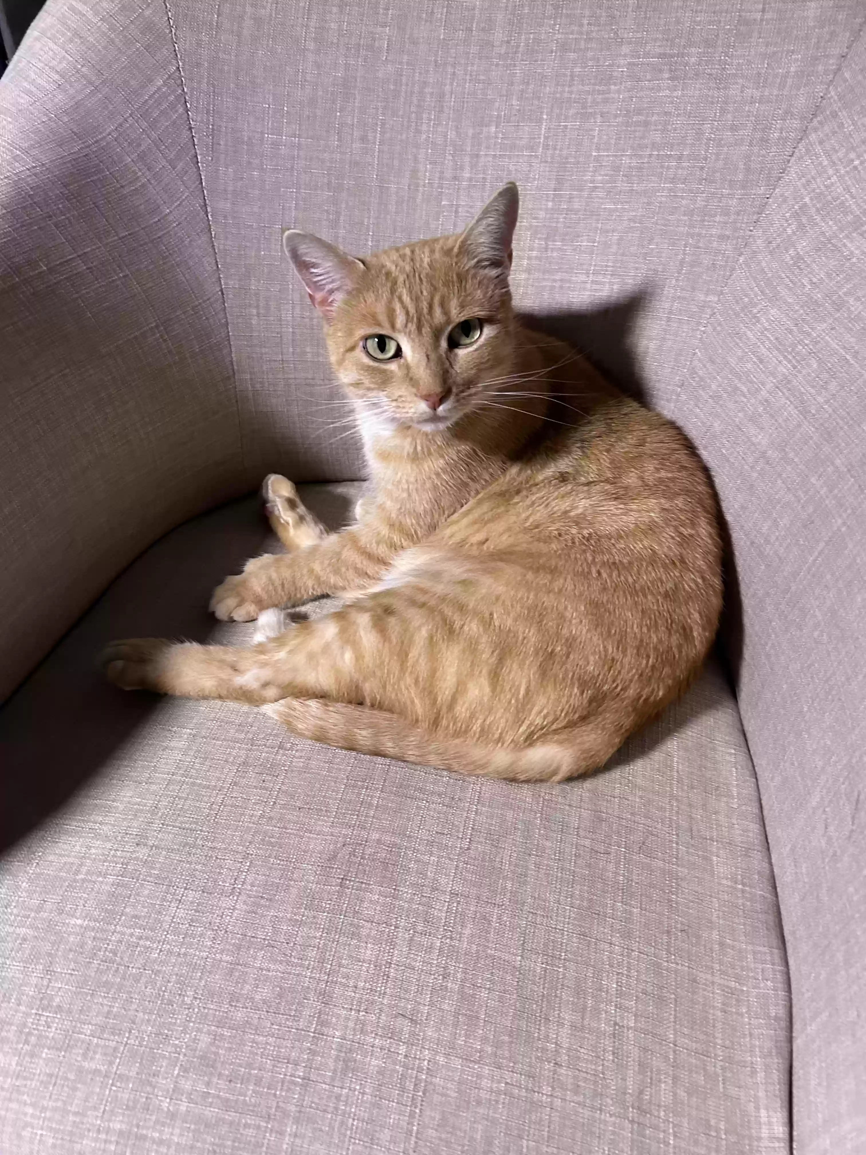 Lost cat in Goose Creek, SC, 29445