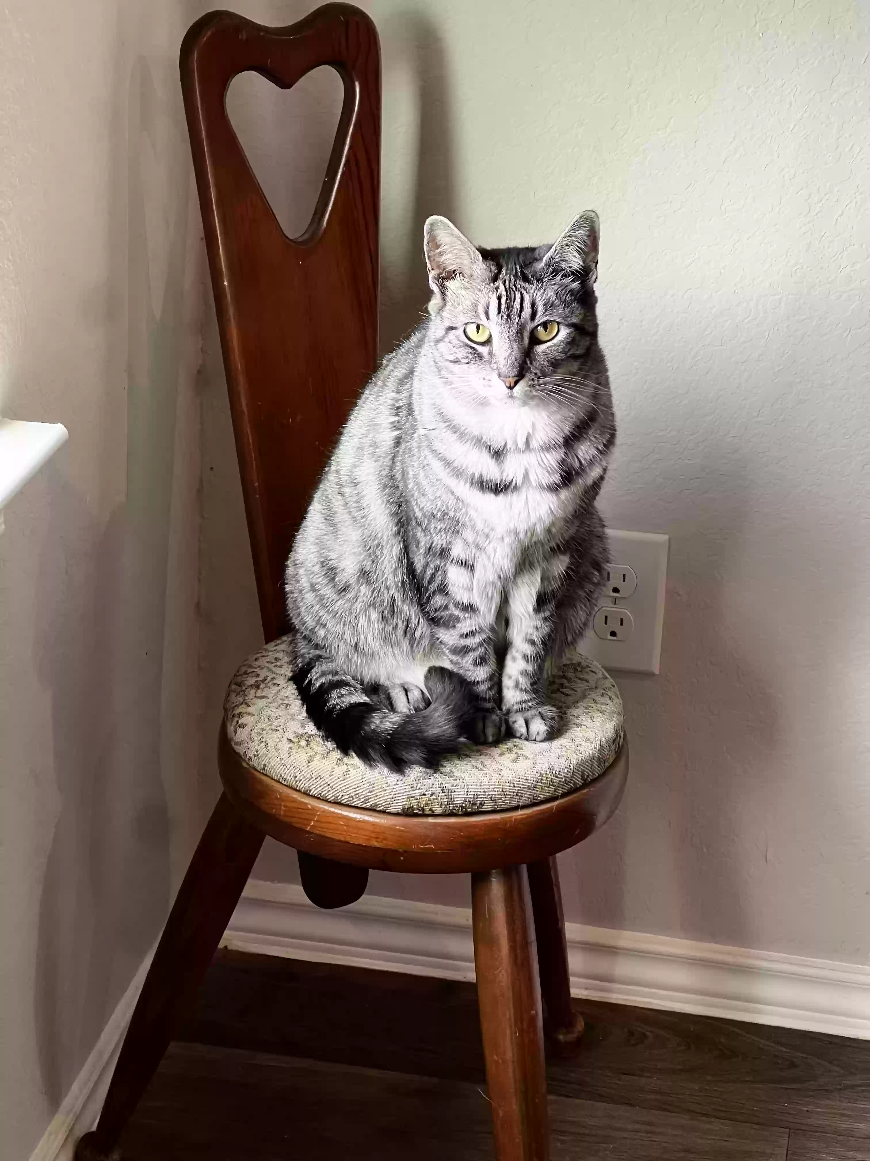 Lost cat in Katy, TX, 77449