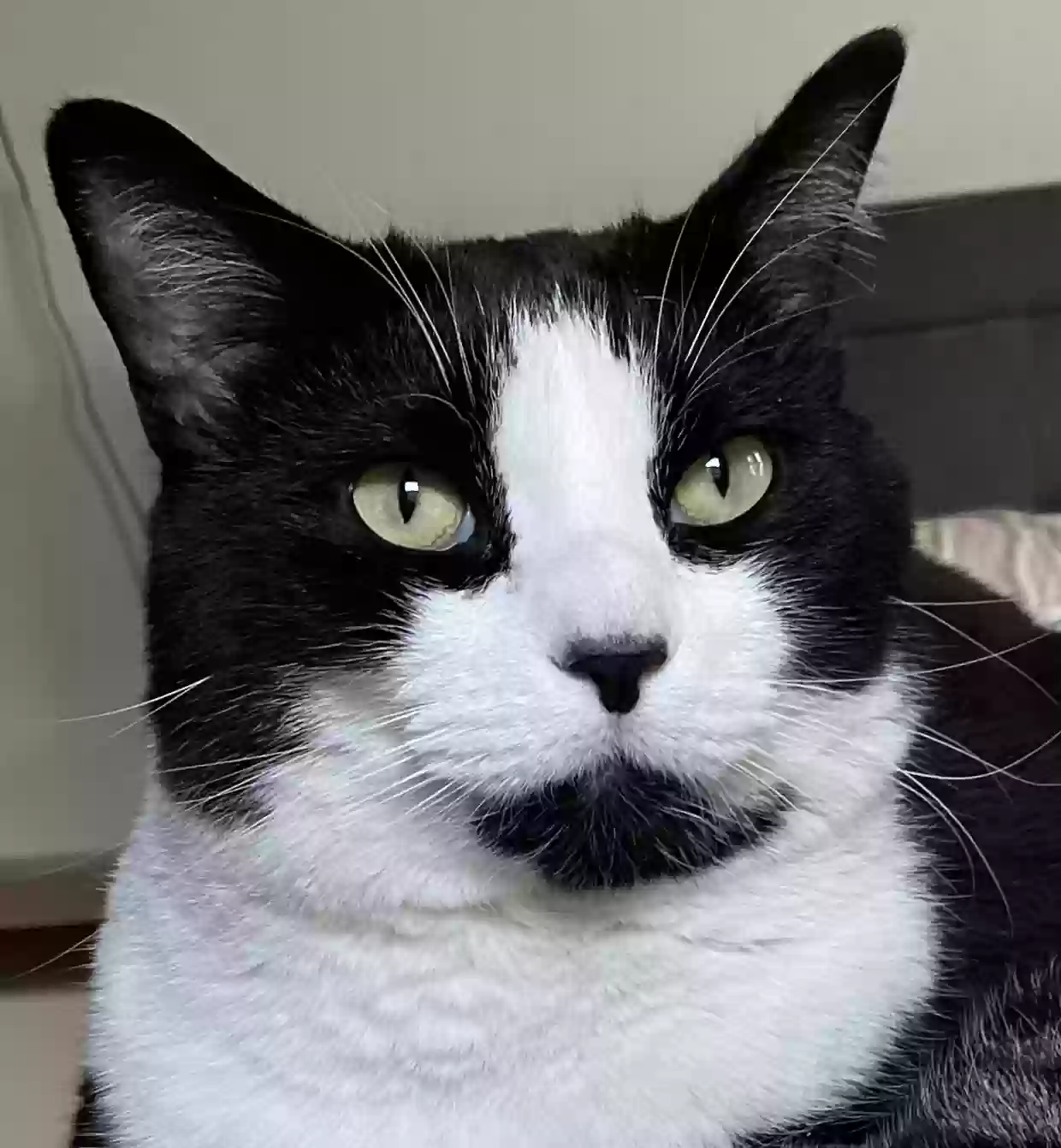 Lost cat in Columbus, OH, 43214