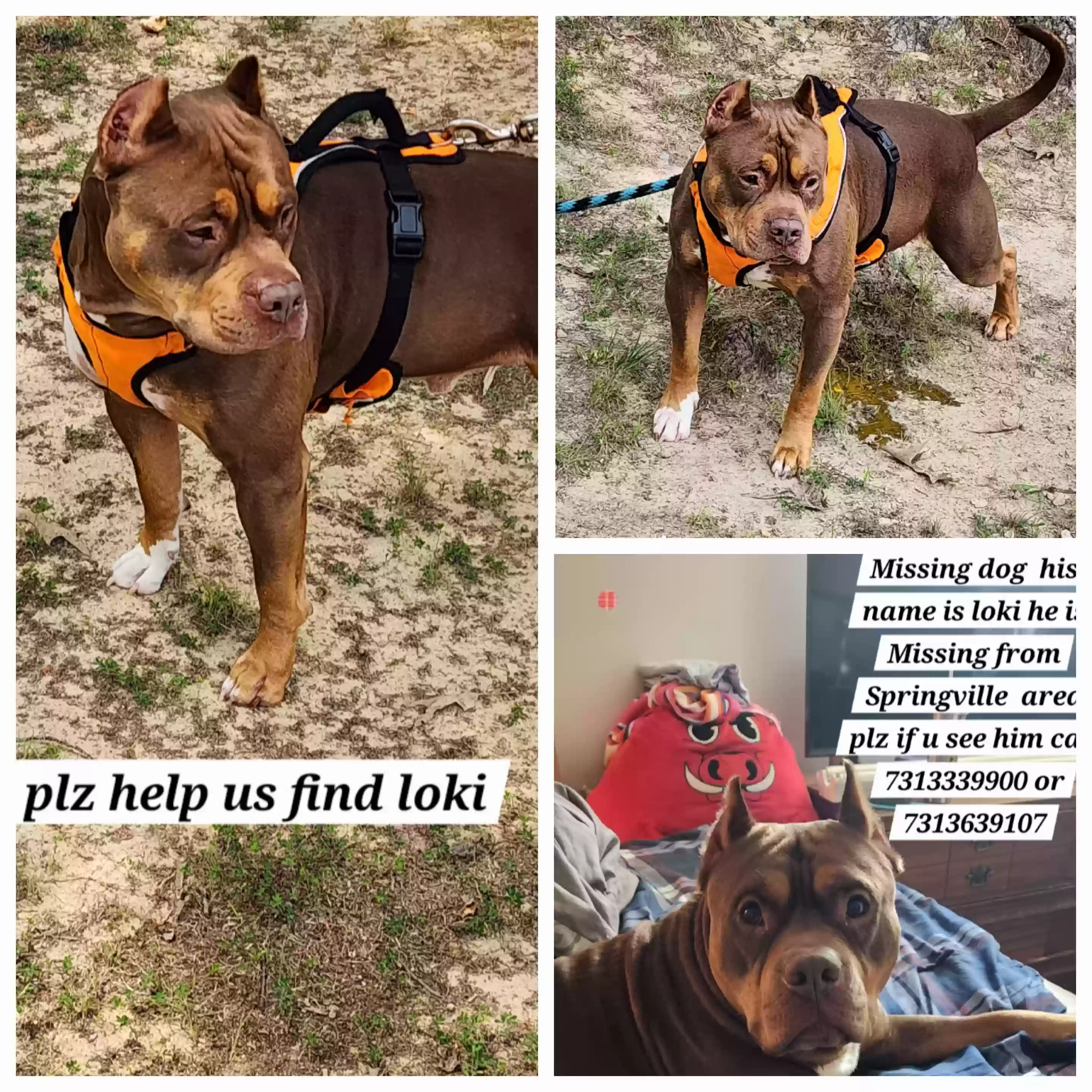 Lost dog in Springville, TN, 38256