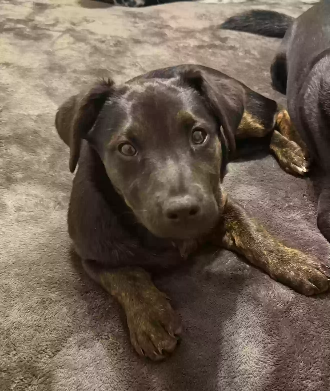 Lost dog in Waco, TX, 76708