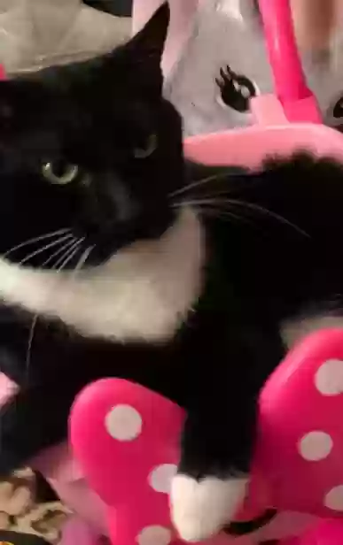 Lost cat in Old Greenwich, CT, 6870