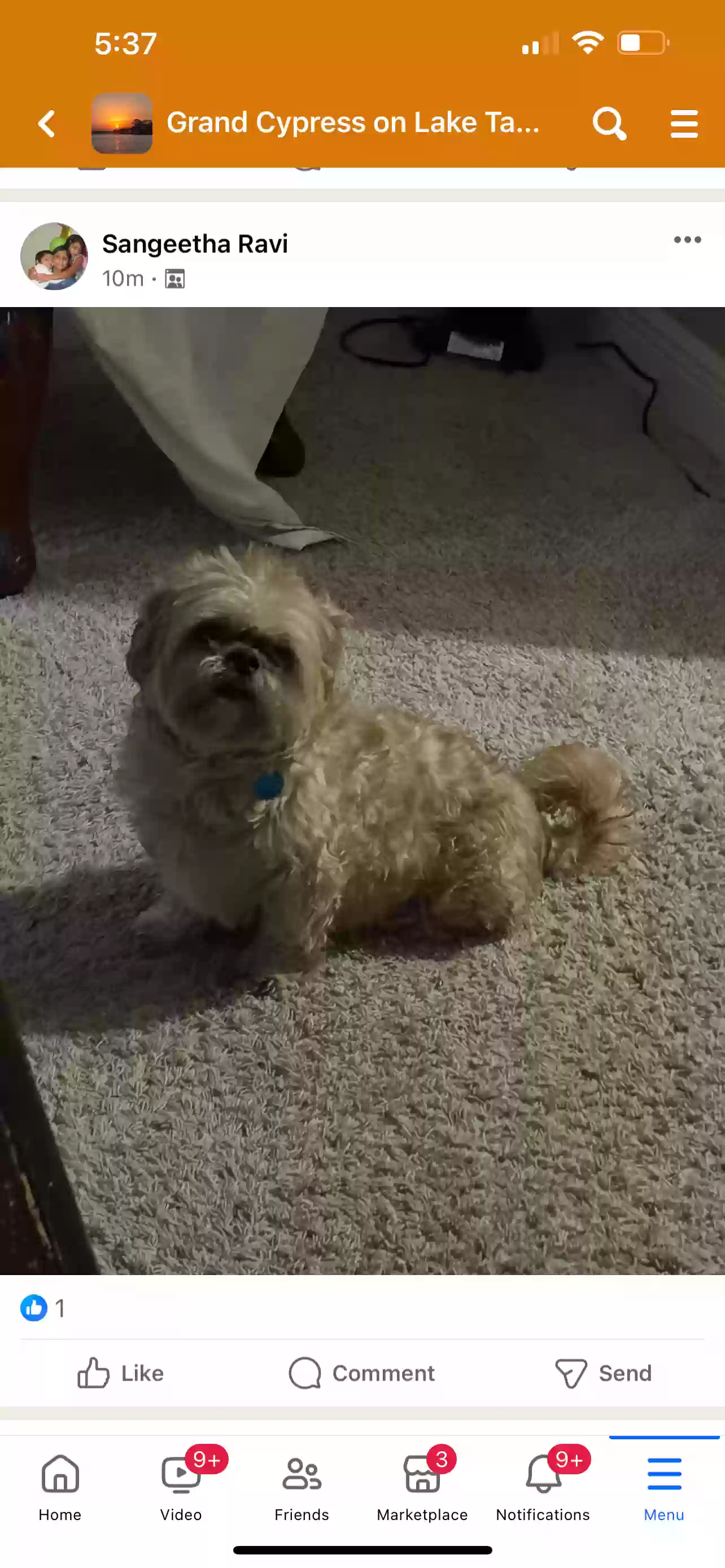 Lost dog in Palm Harbor, FL, 34684