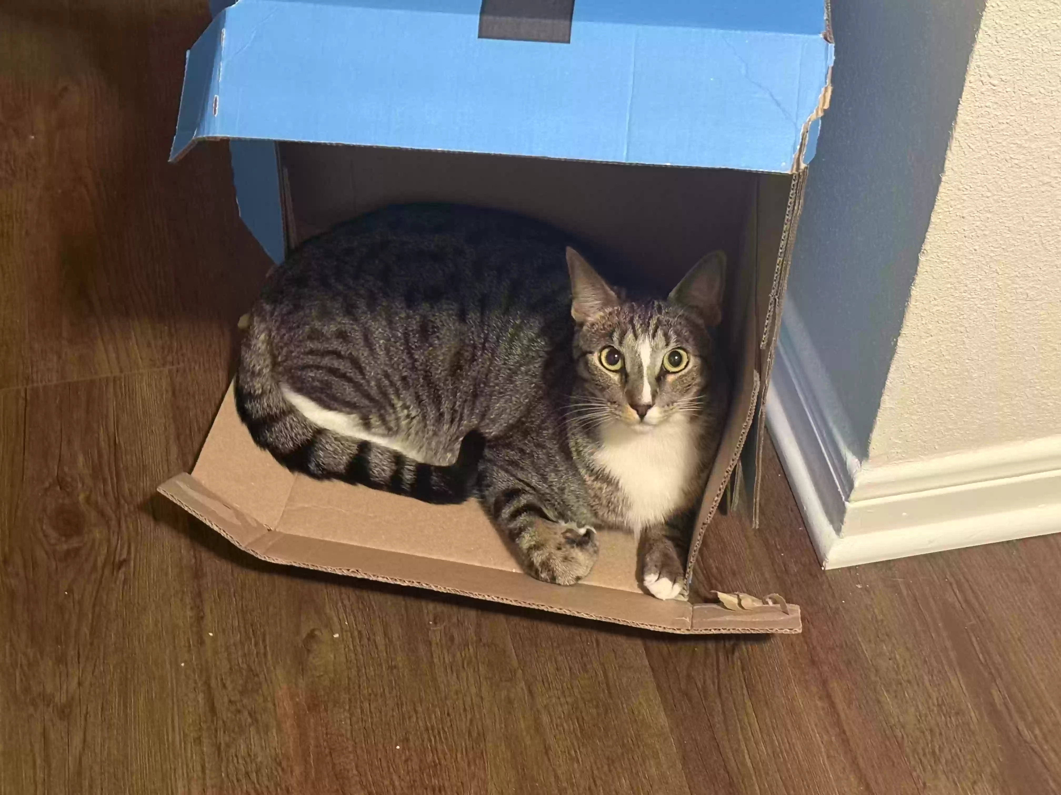 Lost cat in Austin, TX, 78749