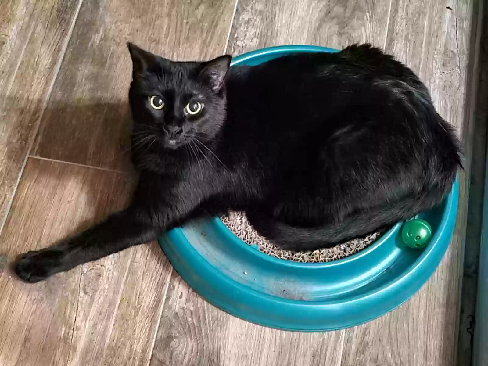 Lost cat in Saint Augustine, FL, 32086