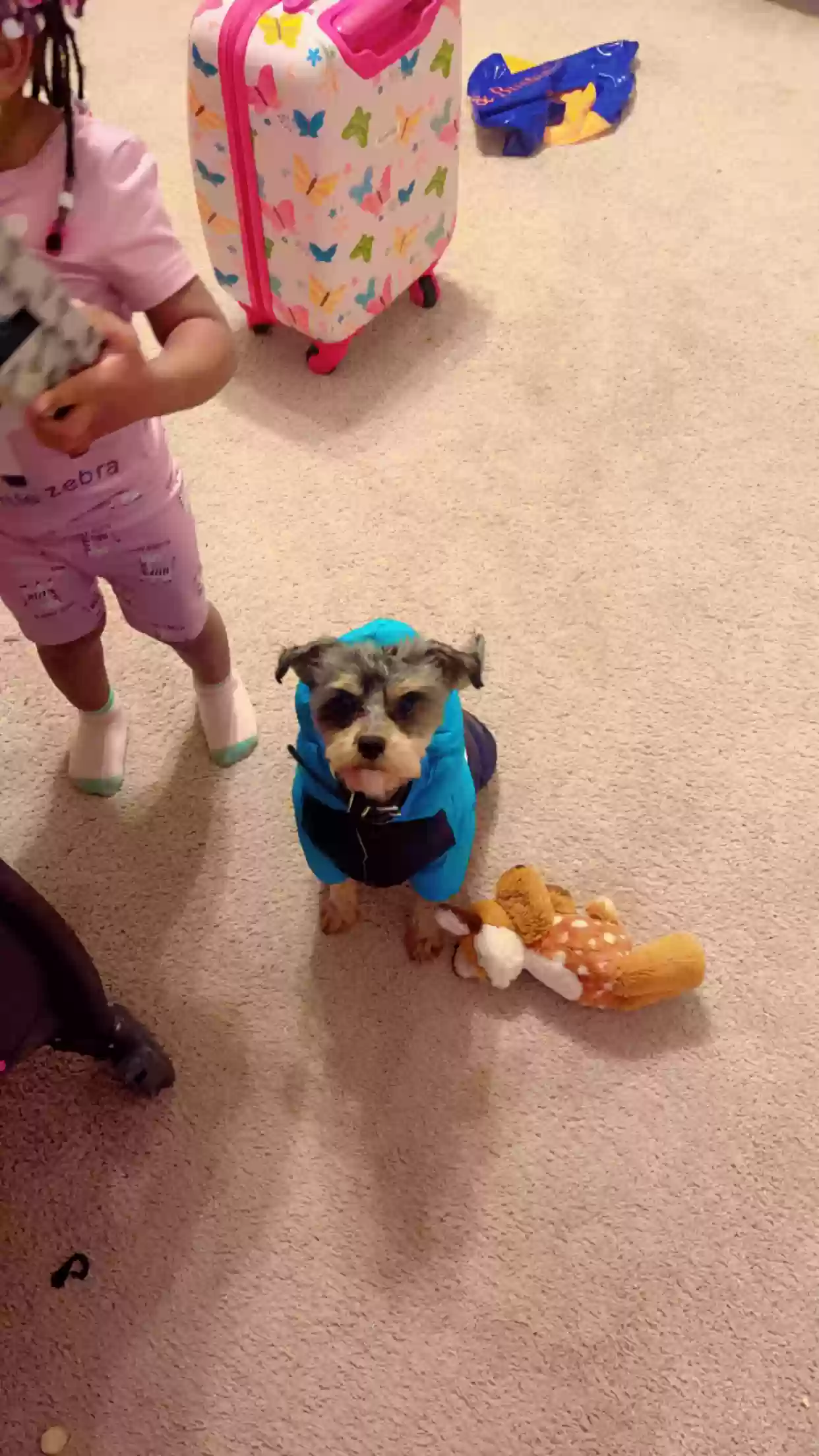 Lost dog in Cordova, TN, 38016