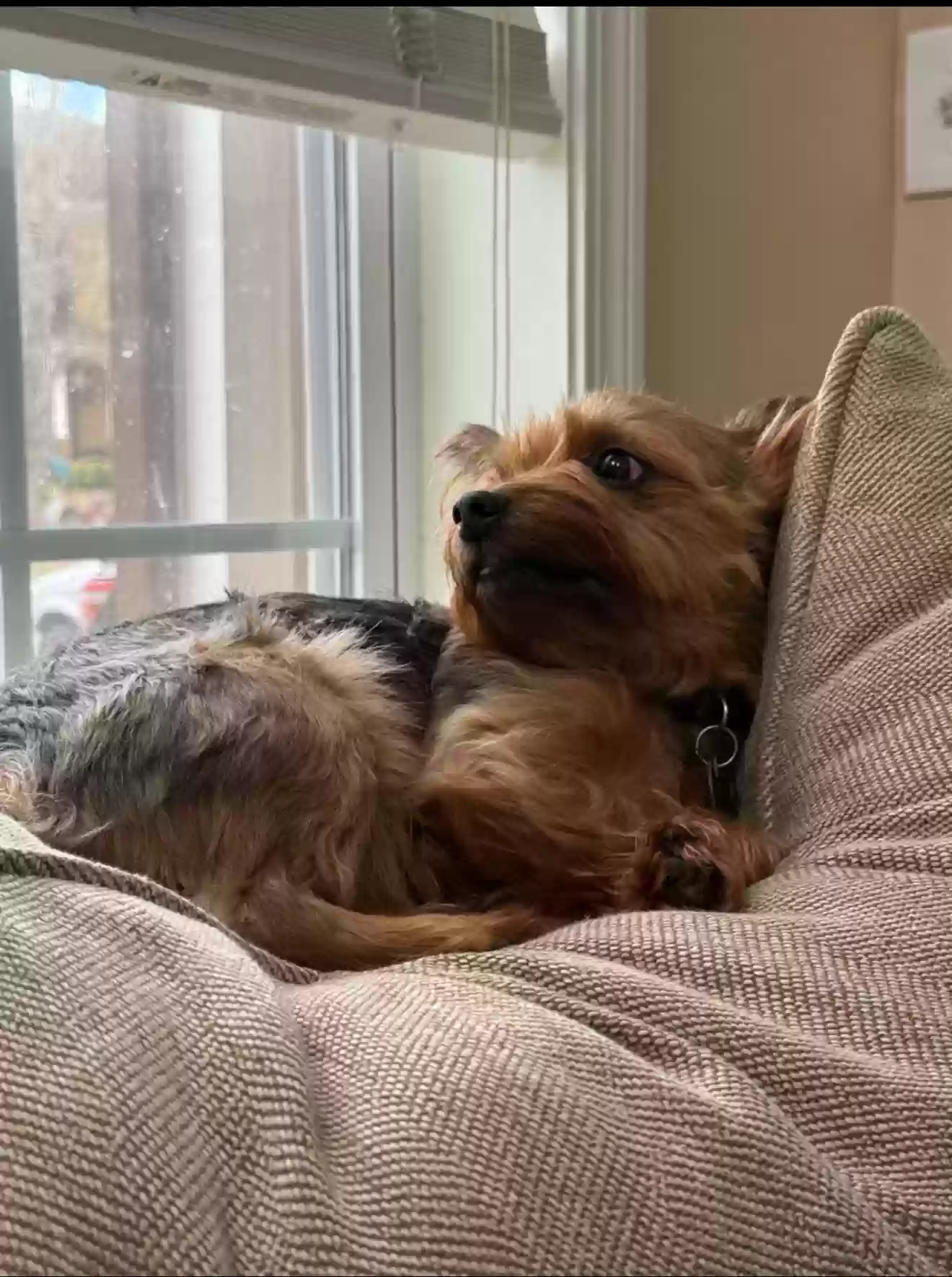 Lost dog in Union City, GA, 30291