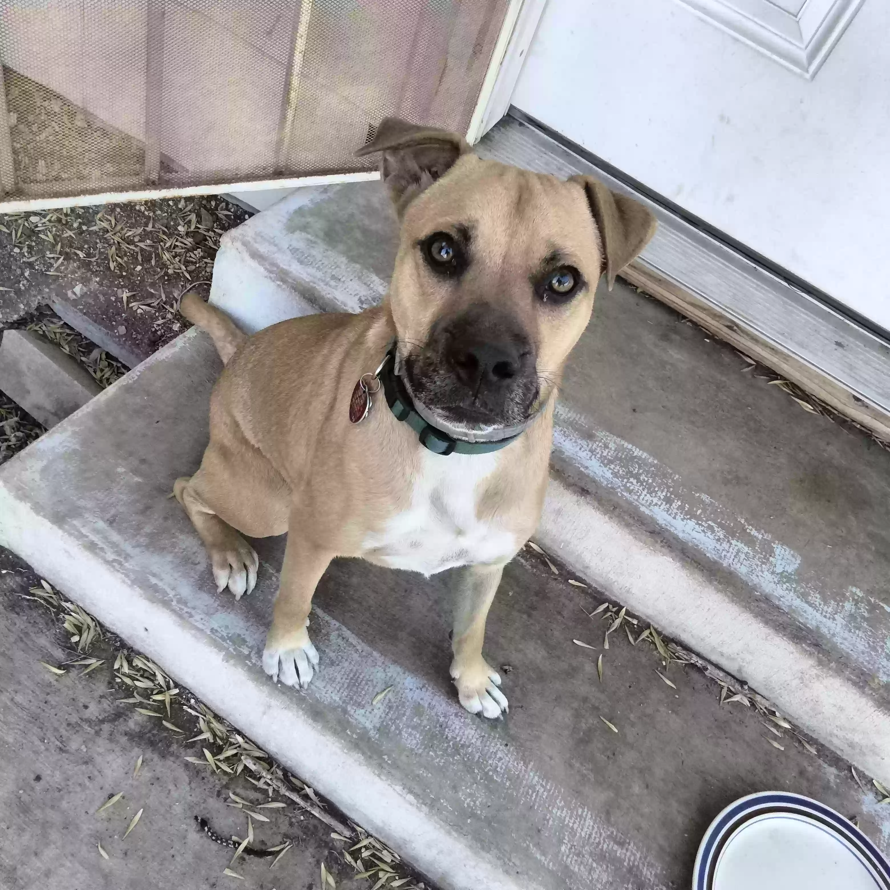 Lost dog in San Antonio, TX, 78228