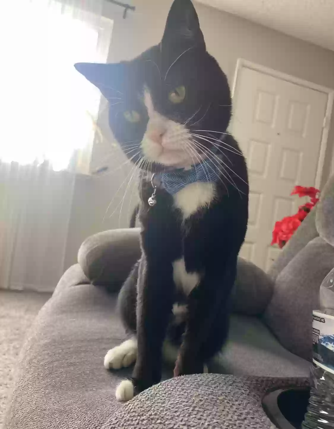 Lost cat in North Las Vegas, NV, 89030