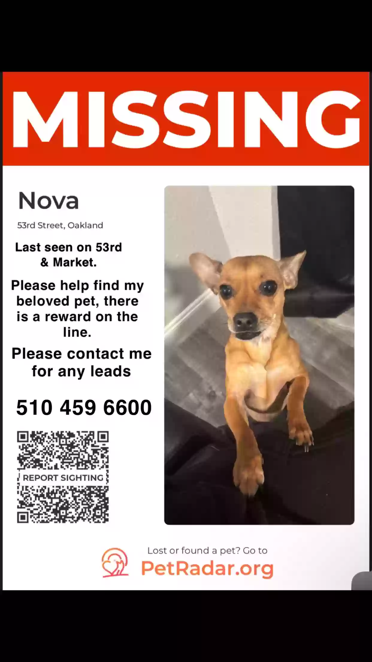 Lost dog in Emeryville, CA, 94608
