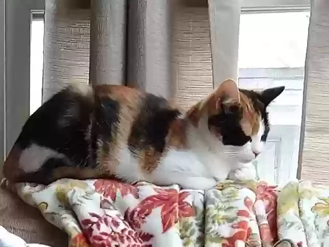 Lost cat in Attleboro Falls, MA, 2763