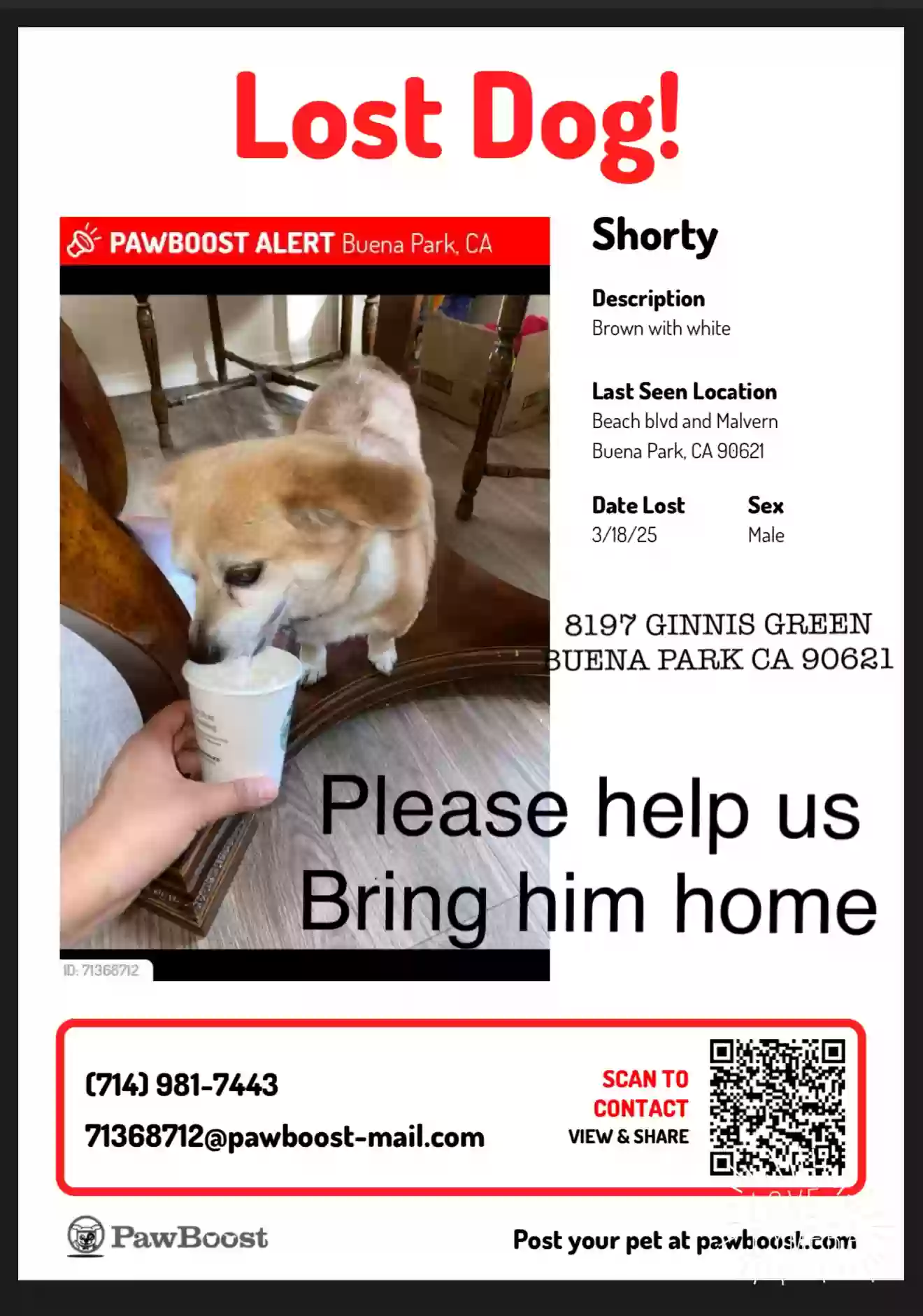 Lost dog in Buena Park, CA, 90621