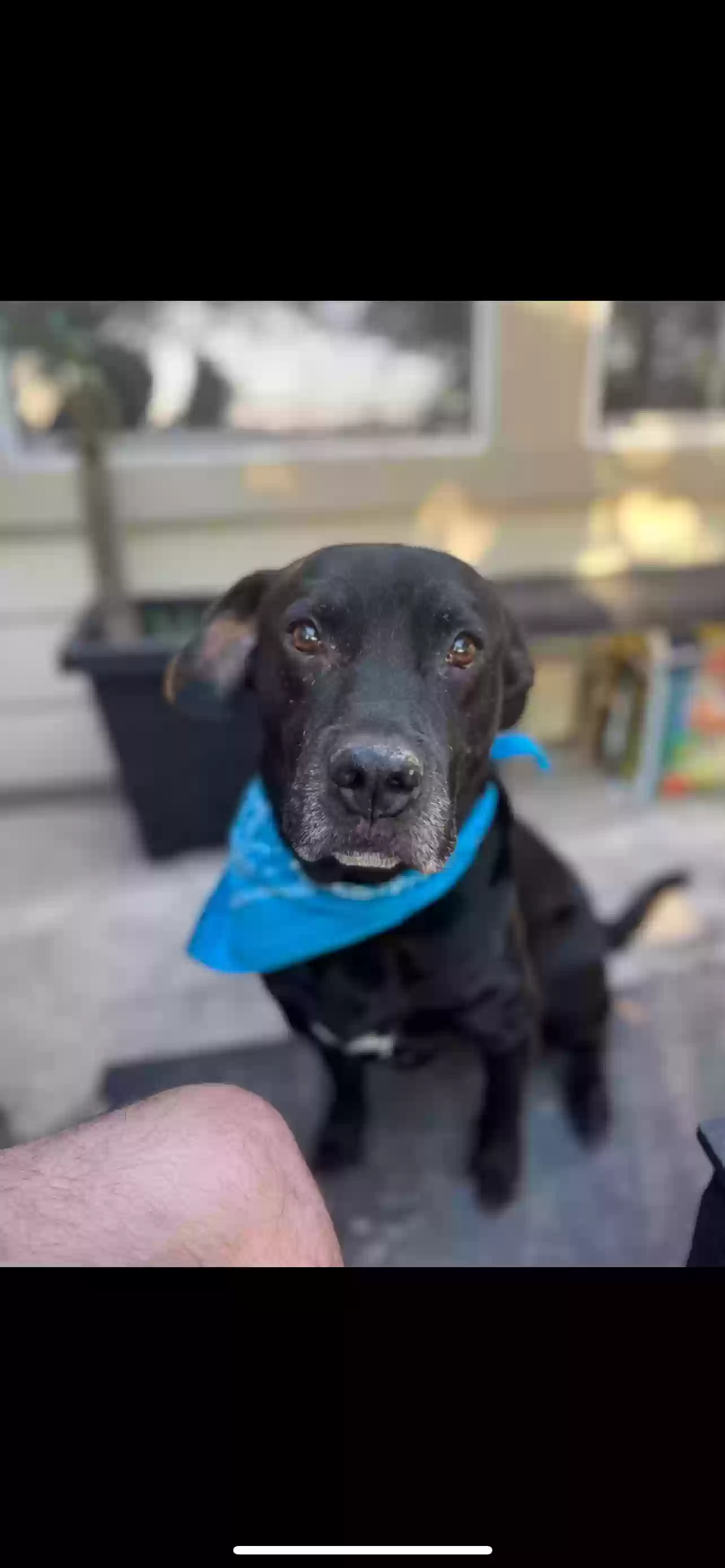 Lost dog in New Braunfels, TX, 78130