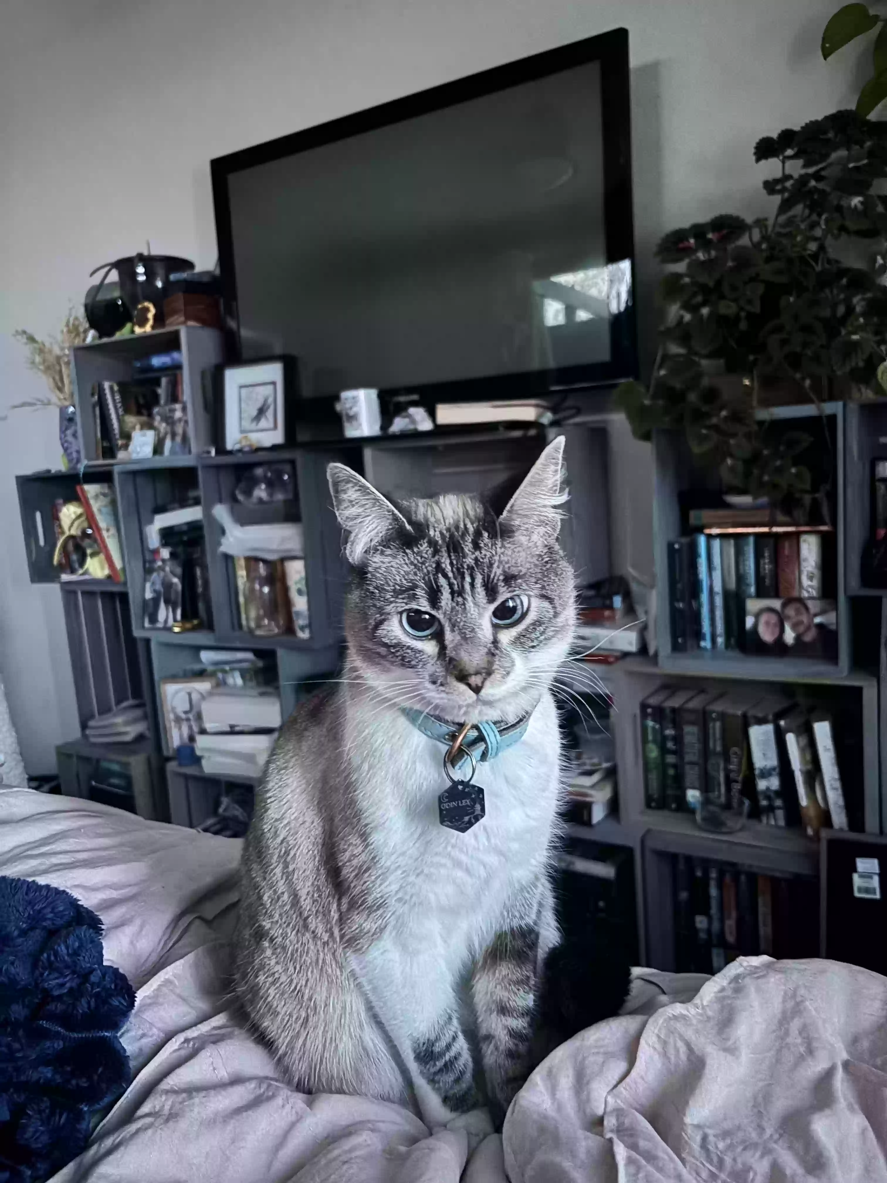 Lost cat in Loveland, CO, 80537
