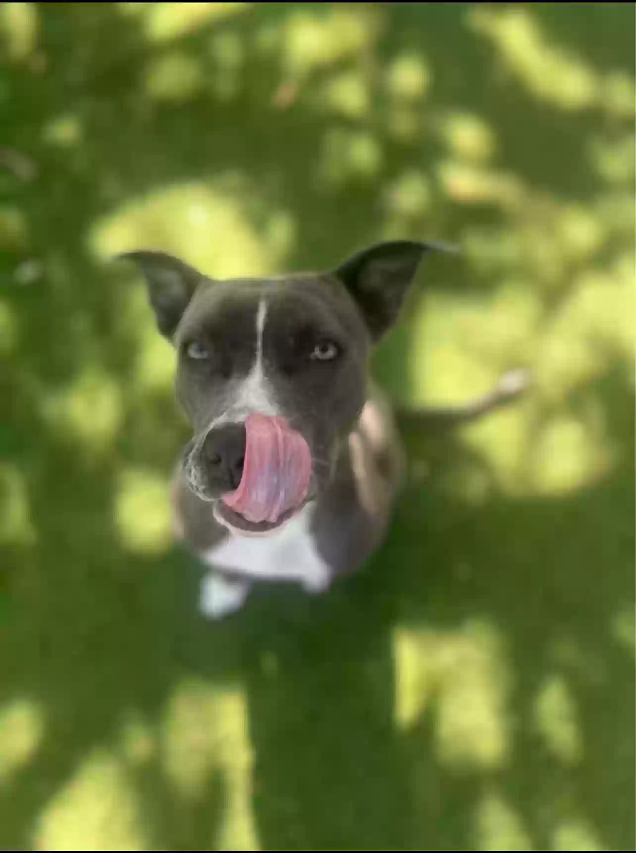 Lost dog in Plano, TX, 75075