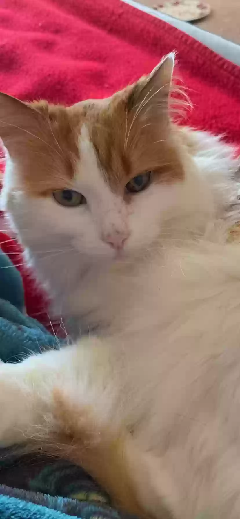 Lost cat in Clarksville, TN, 37042