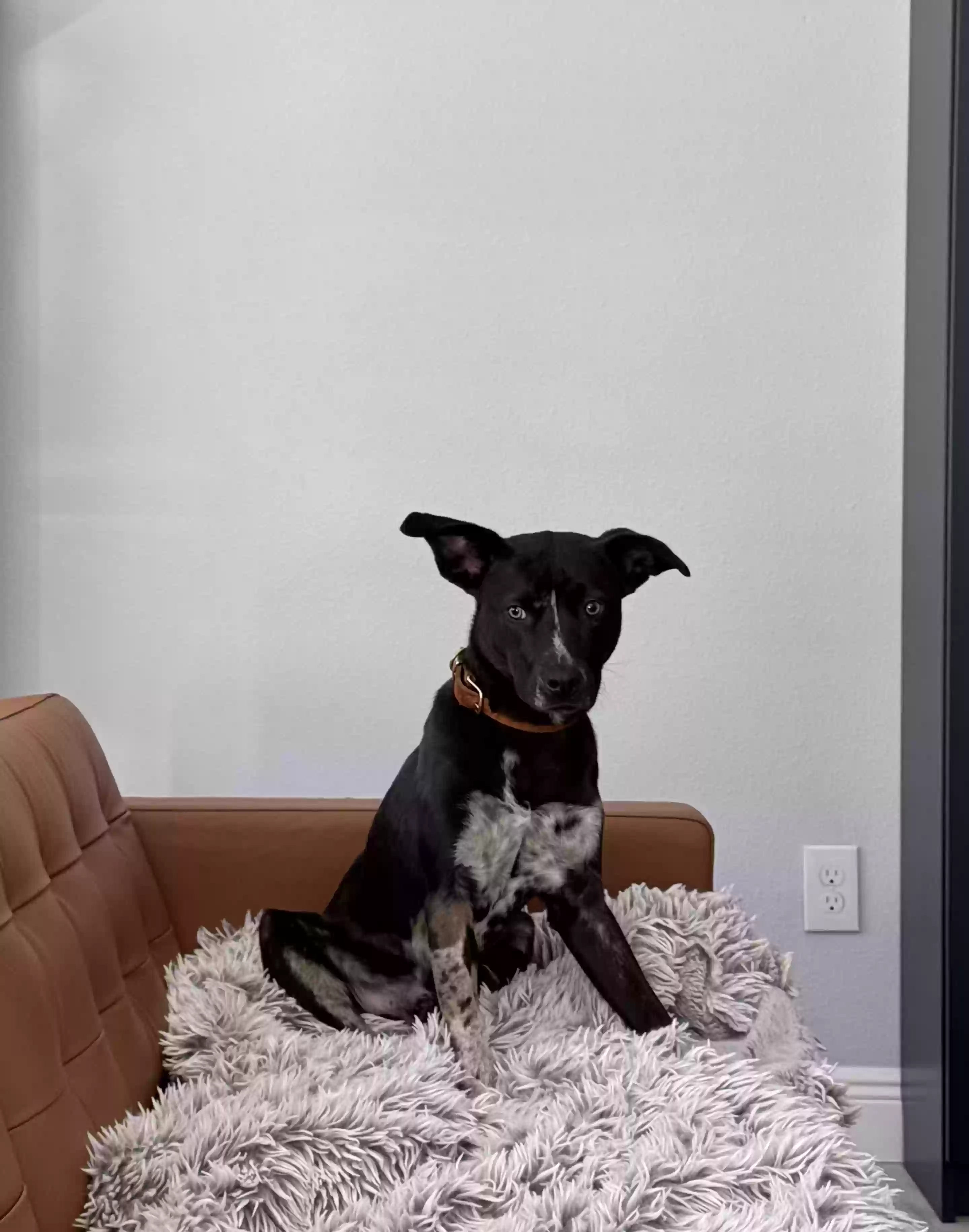 Lost dog in Tampa, FL, 33604
